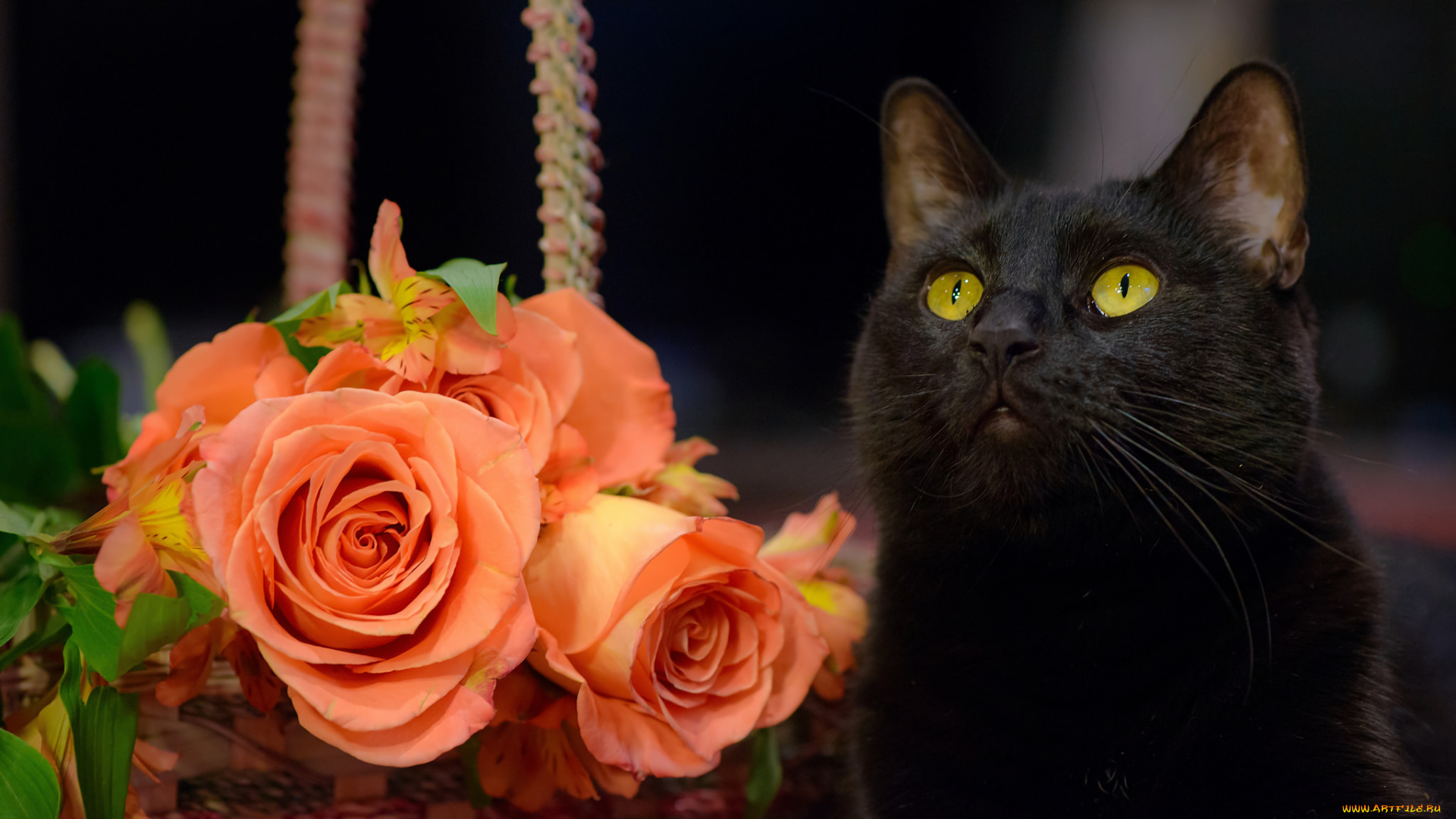 животные, коты, розы, цветы, кошка, чёрный, кот
