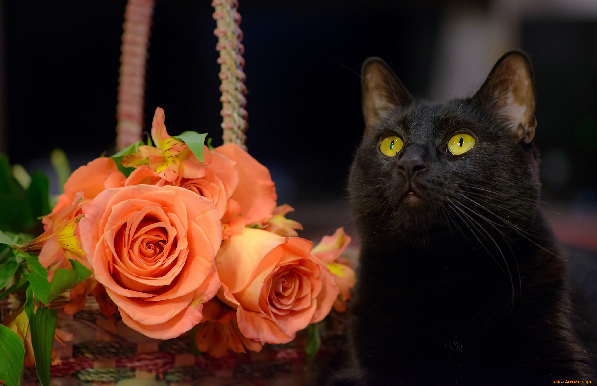 животные, коты, розы, цветы, кошка, чёрный, кот