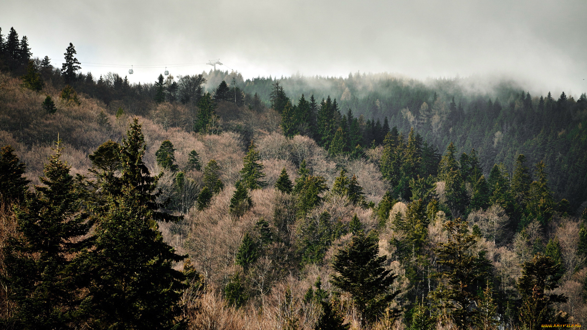 природа, лес, туман, ели