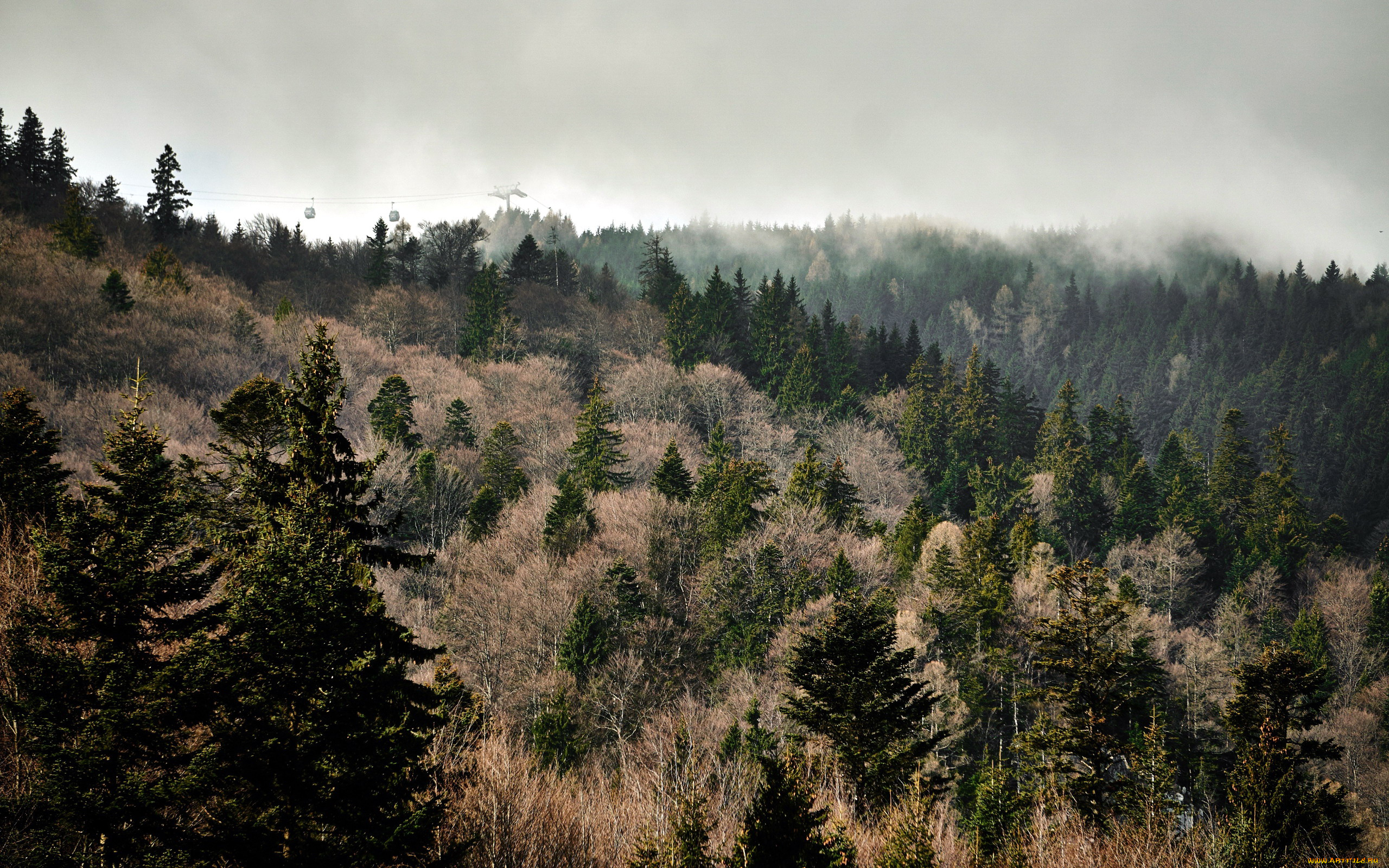 природа, лес, туман, ели
