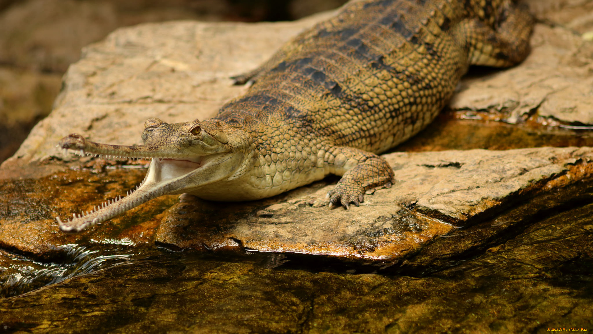 indian, gharial, crocodile, животные, крокодилы, хищник