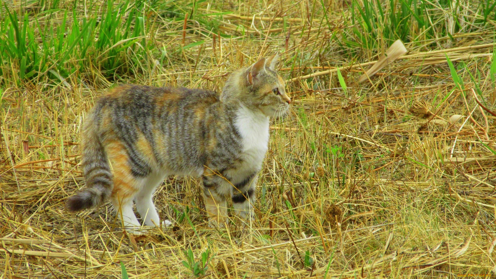 животные, коты, кошка