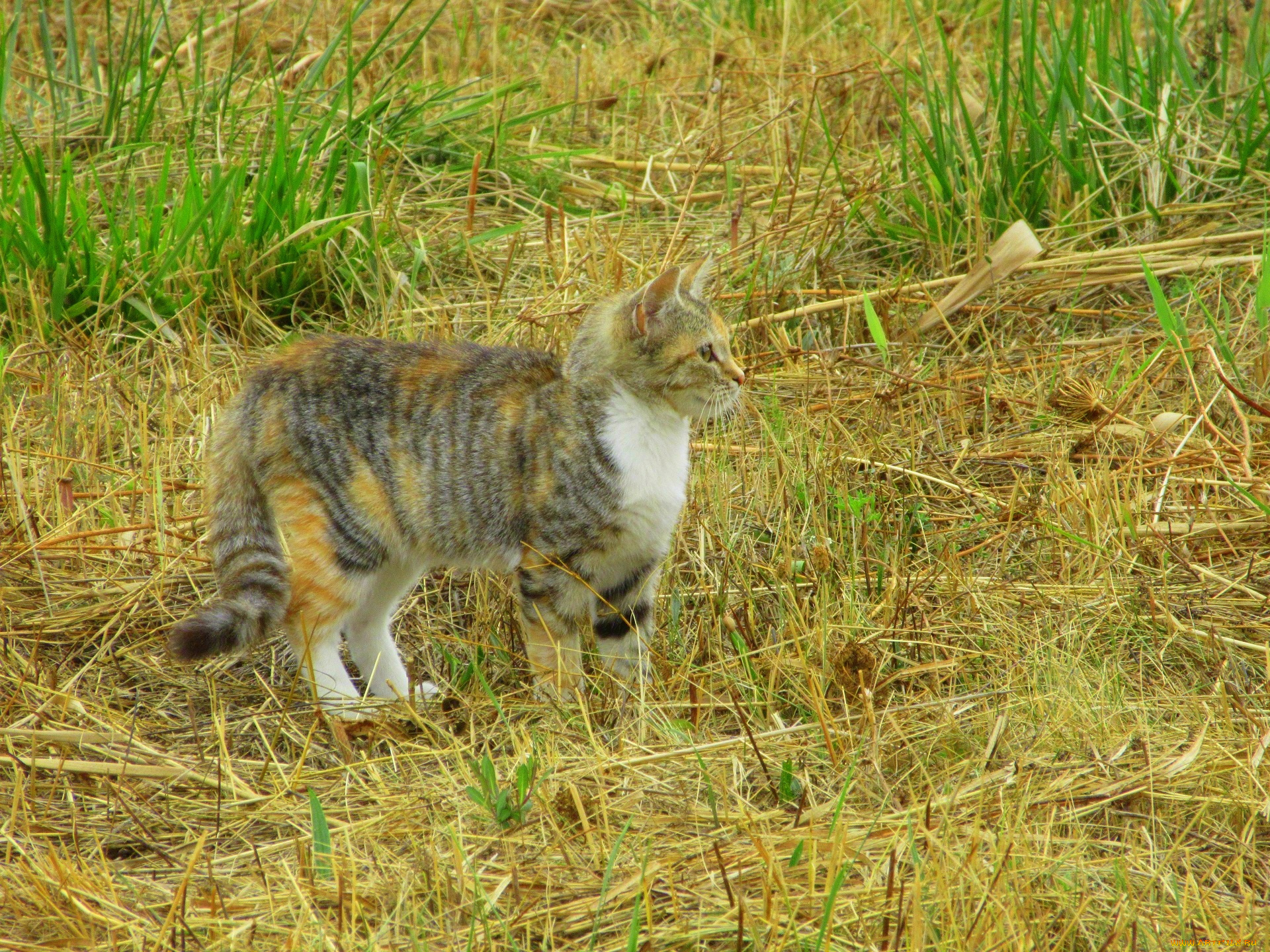 животные, коты, кошка