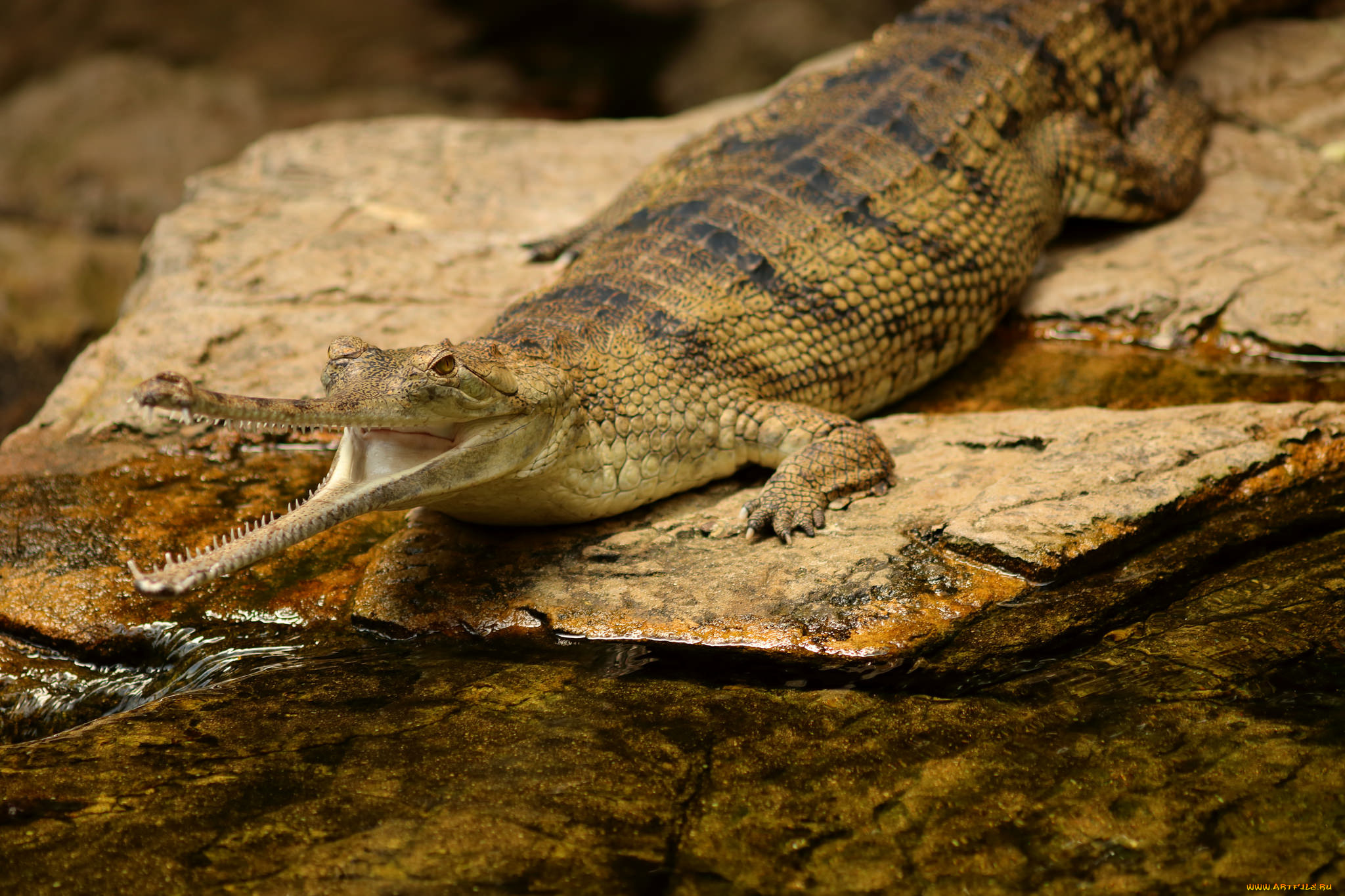 indian, gharial, crocodile, животные, крокодилы, хищник