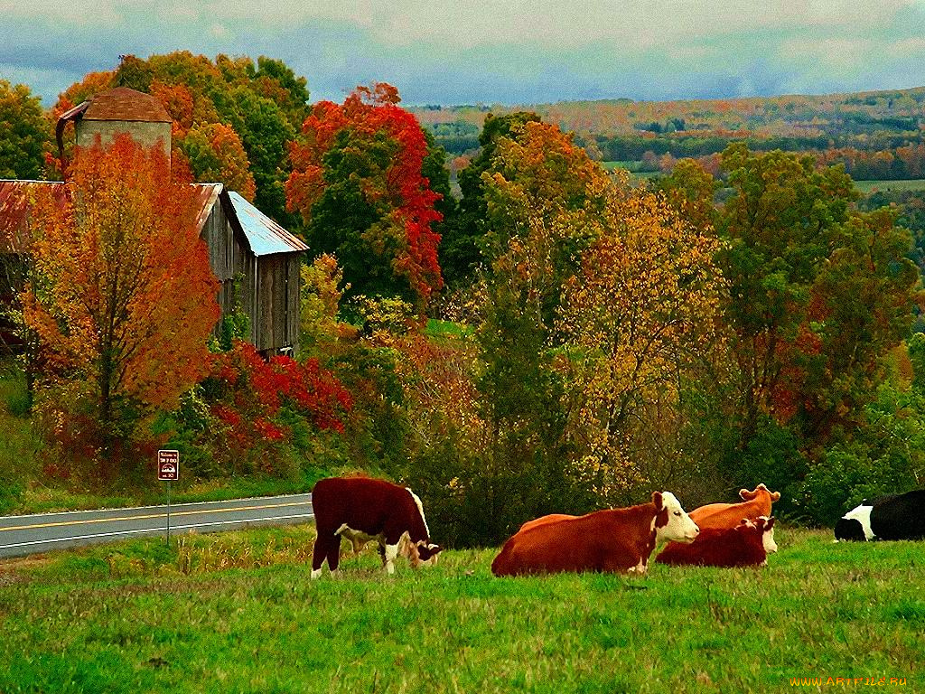 животные, коровы, буйволы