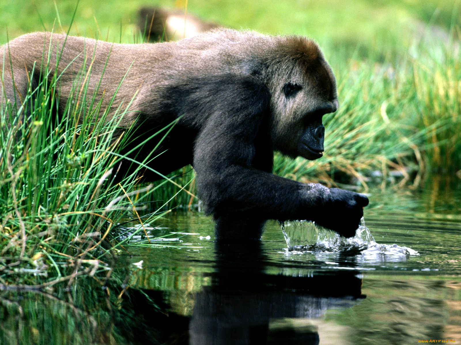 spring, break, gorilla, животные, обезьяны