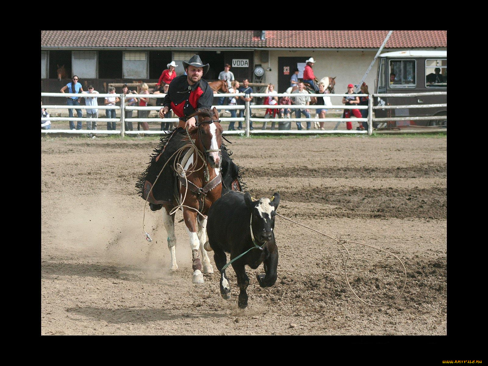 спорт, конный