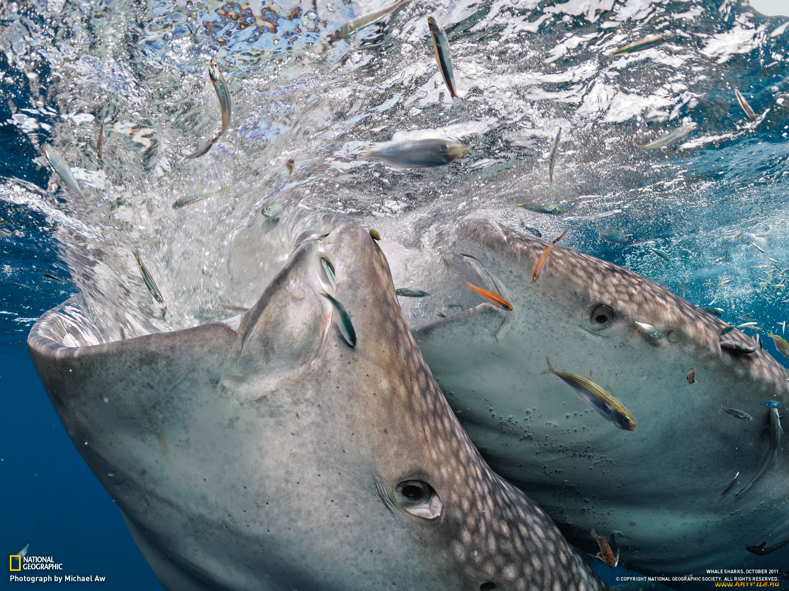 китовая, акула, животные, акулы, whale, sharks