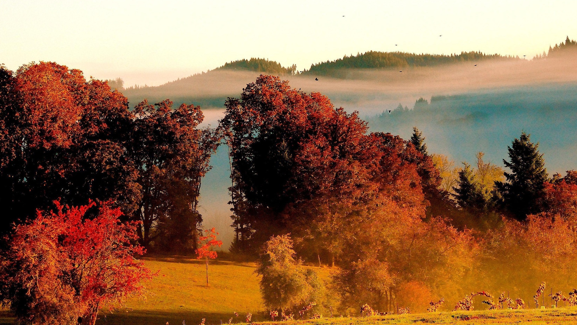 autumn, природа, деревья, осень, лес, утро, туман, горы
