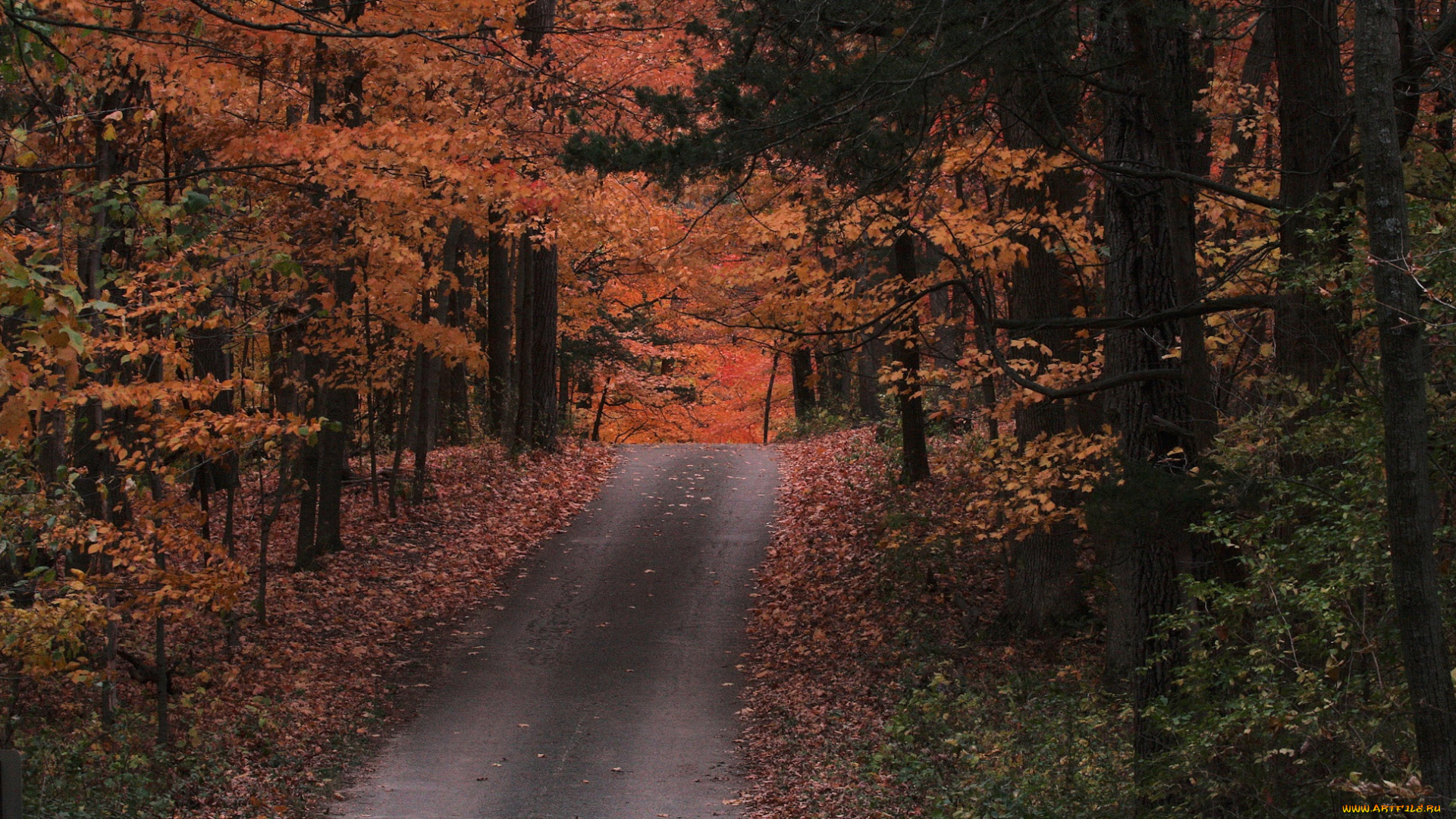 природа, дороги, дорога, осень, лес