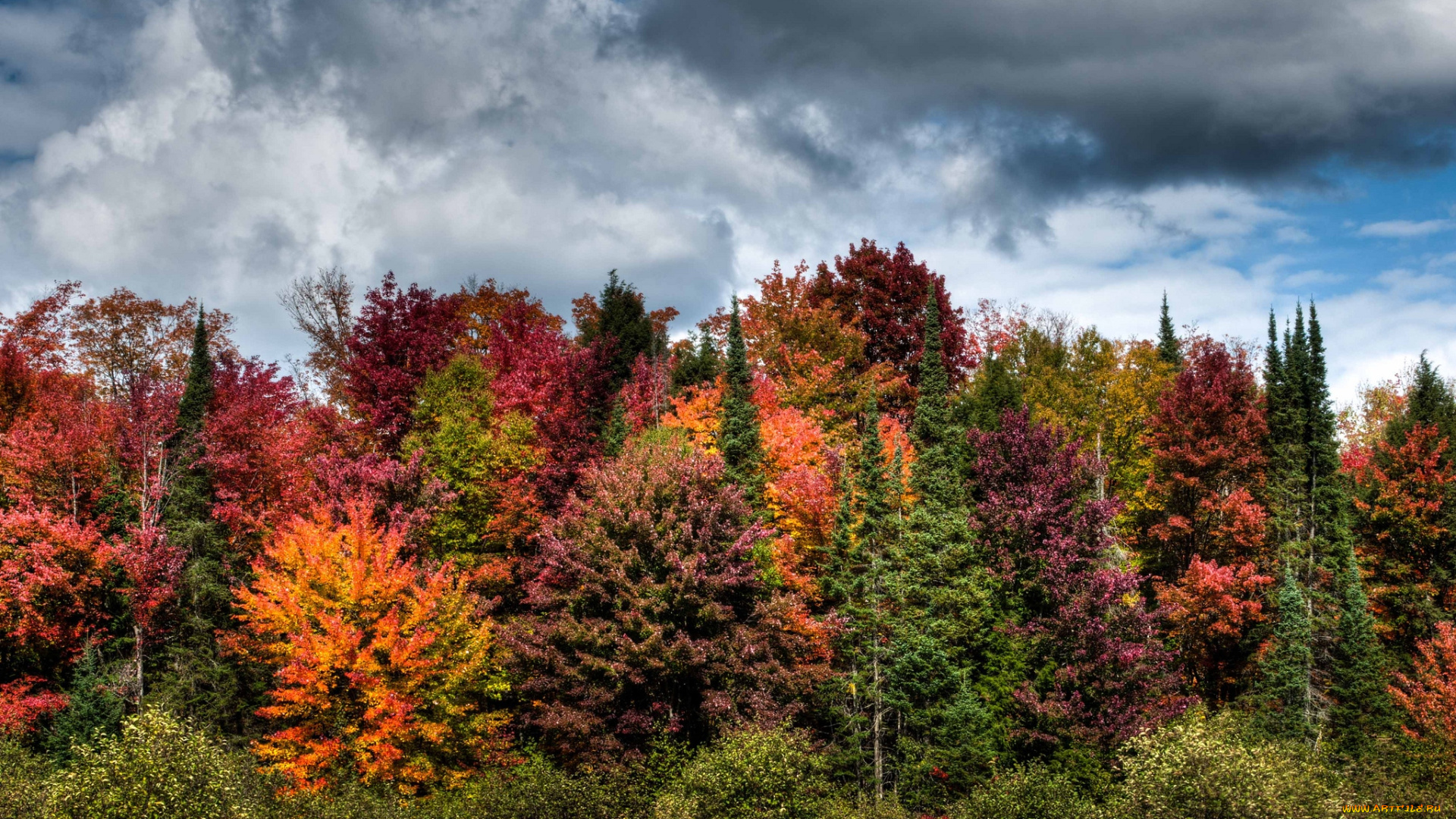 природа, лес, осень, разноцветный, тучи