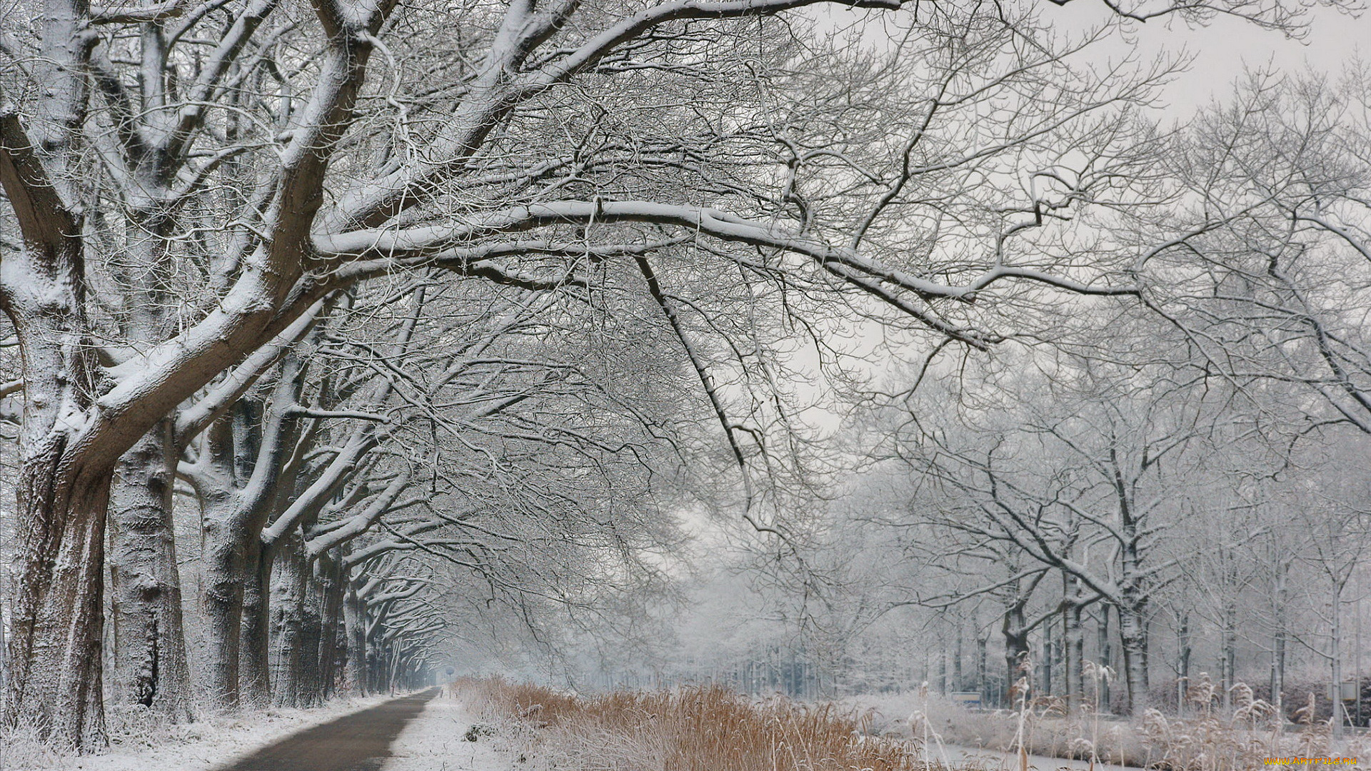 природа, зима, аллея, деревья, снег