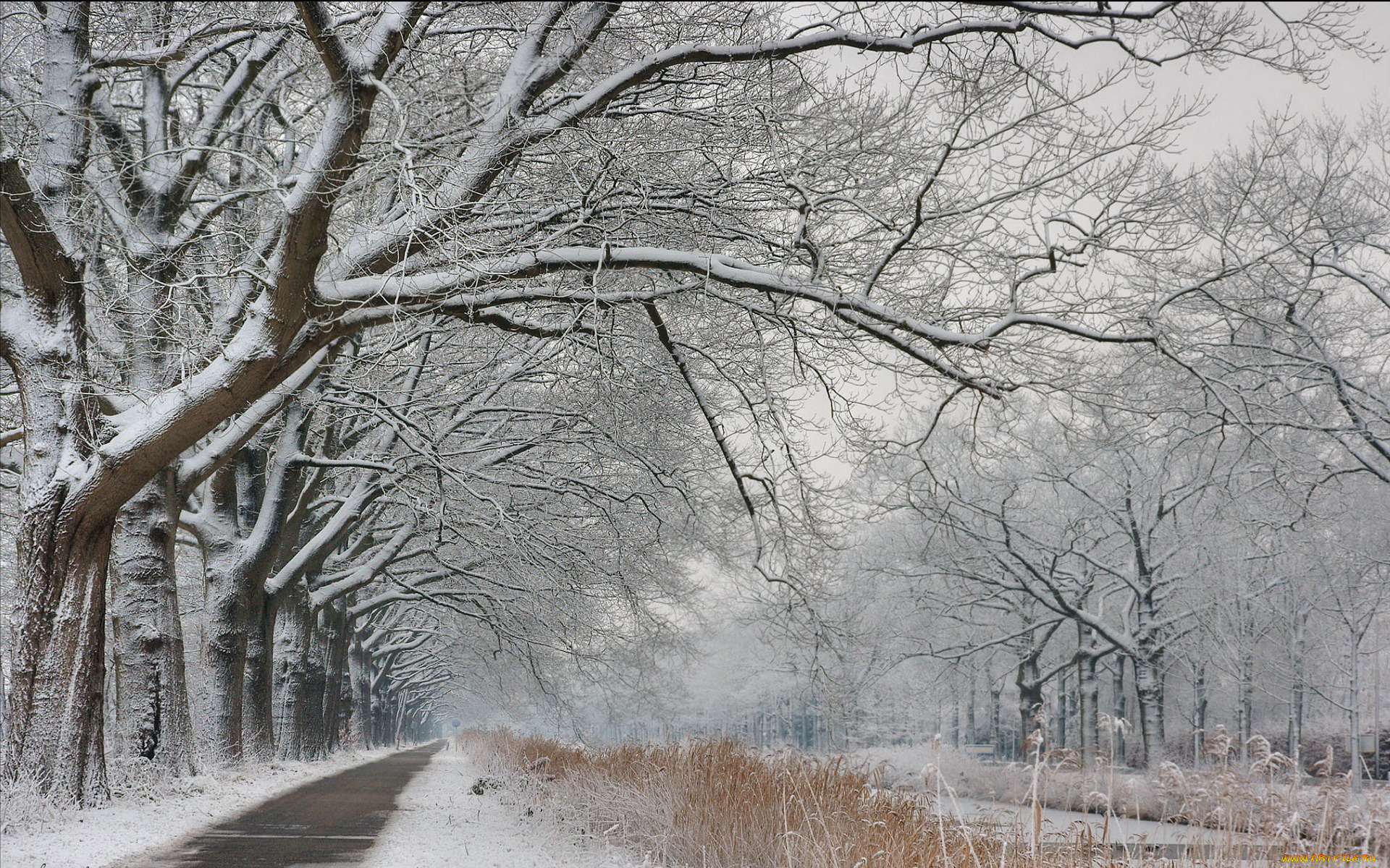 природа, зима, аллея, деревья, снег