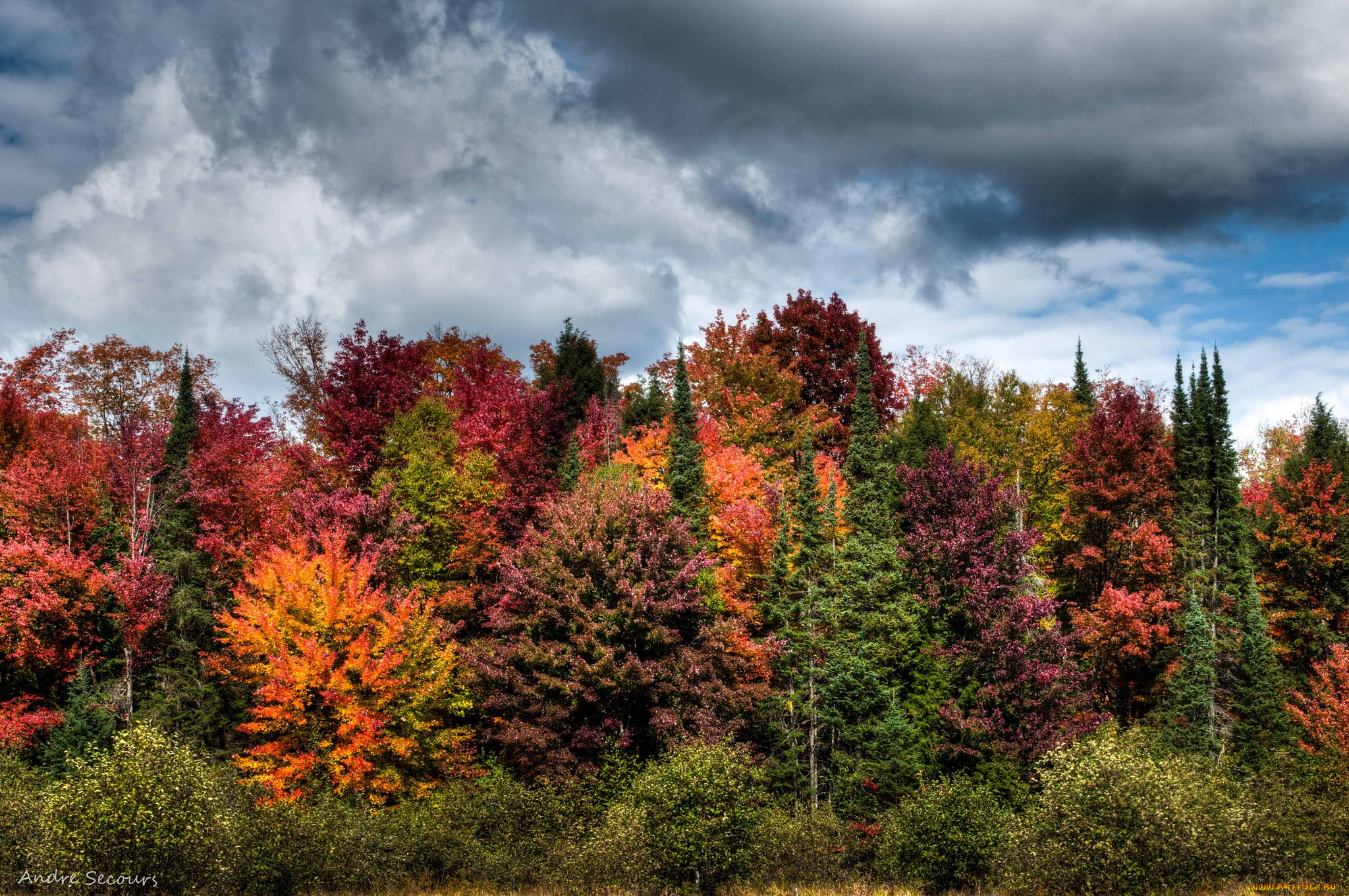 природа, лес, осень, разноцветный, тучи