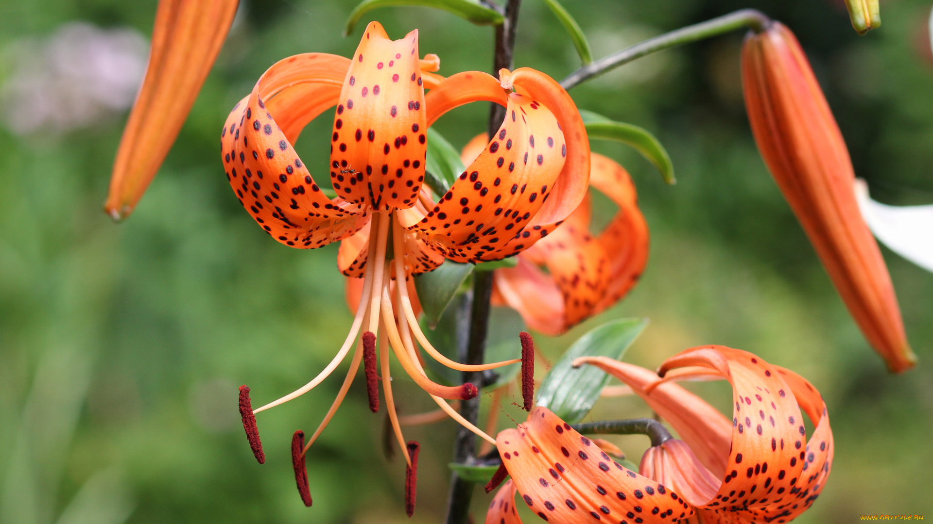 цветы, лилии, , лилейники, цветение, лепестки, lily, bloom, petals