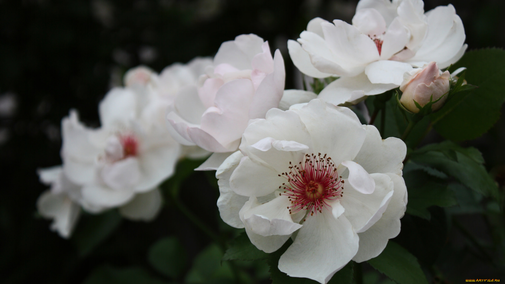 цветы, розы, лепестки, бутон, роза, bud, цветение, rose, листья, blossoms, leaves, petals