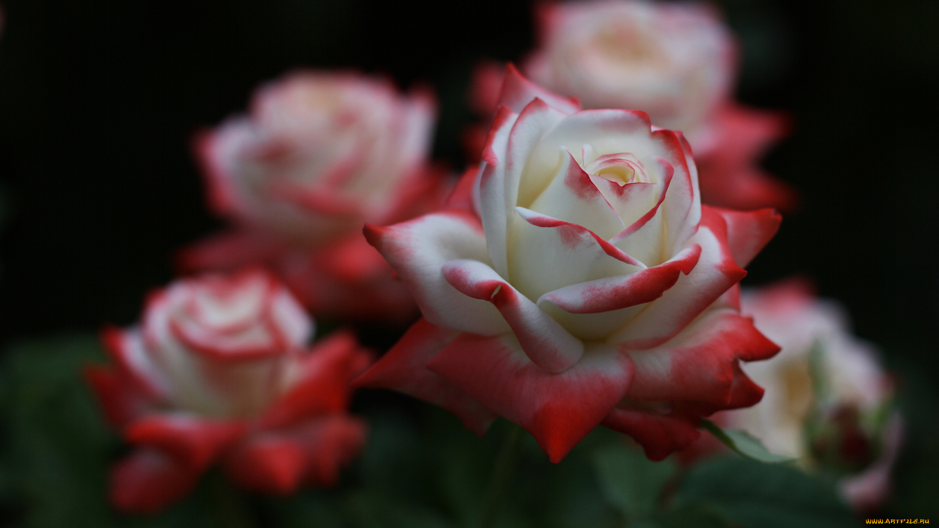 цветы, розы, petals, bud, лепестки, бутон, rose, цветение, blossoms, листья, роза, leaves