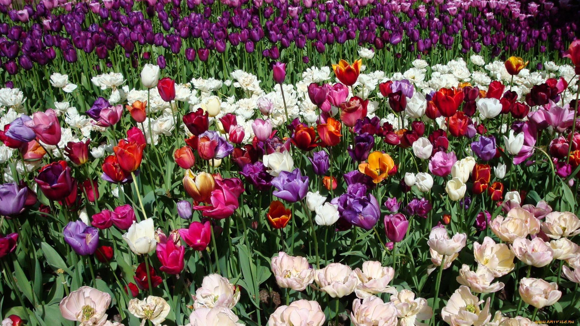 цветы, тюльпаны, парк, много, нидерланды