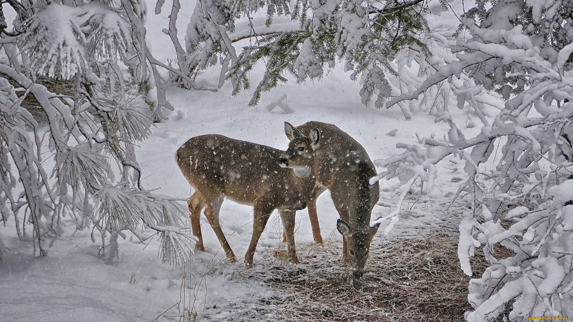 животные, олени, деревья, снег