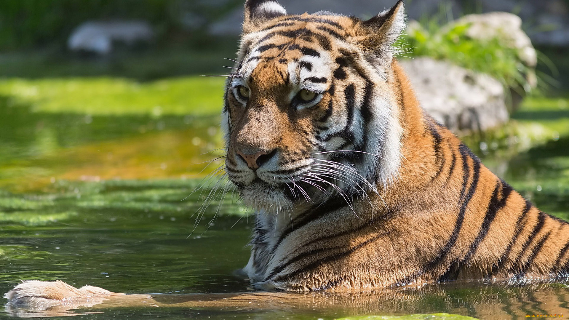 животные, тигры, отдых, вода, взгляд