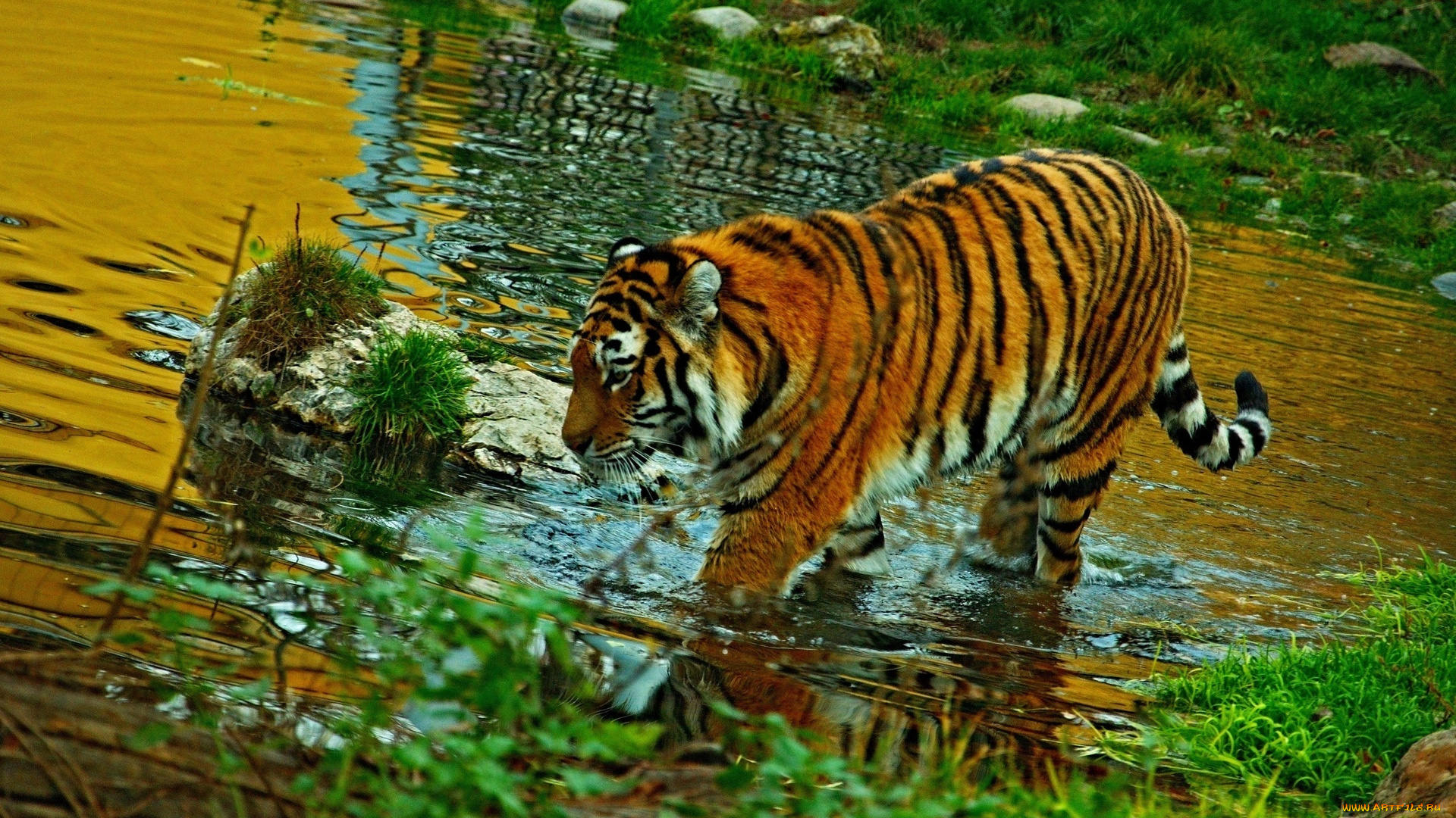 животные, тигры, полосатый, вода, взгляд