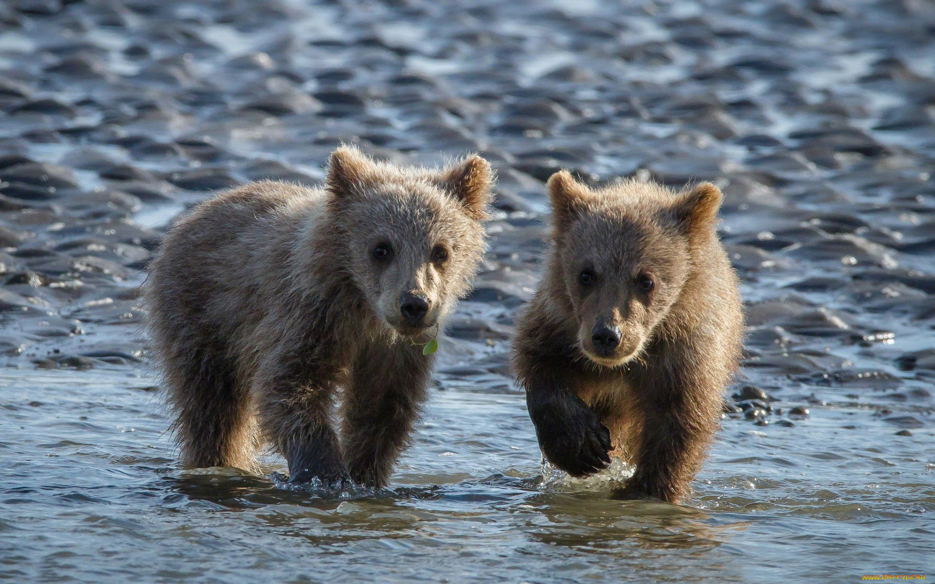 животные, медведи, вода, медвежата