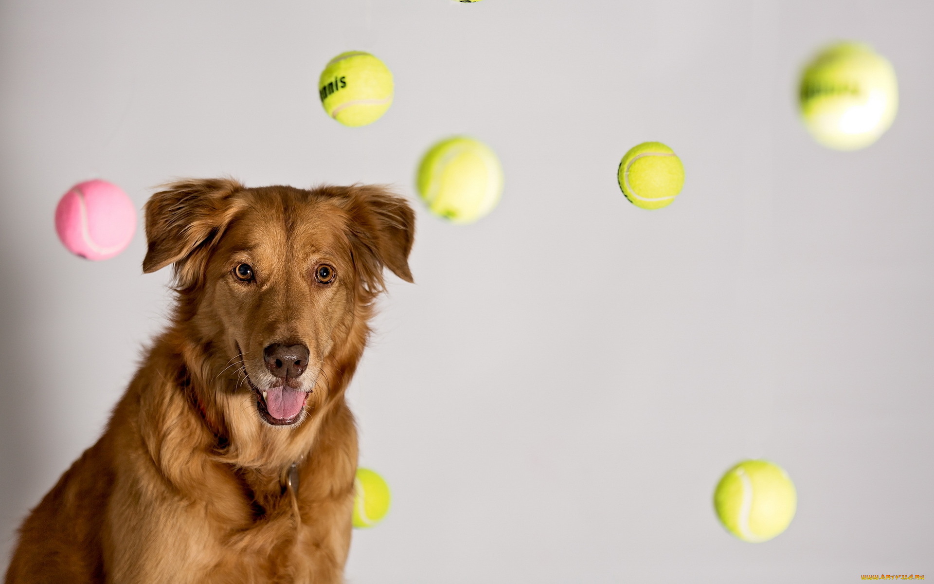 животные, собаки, dreams, ball, tennis
