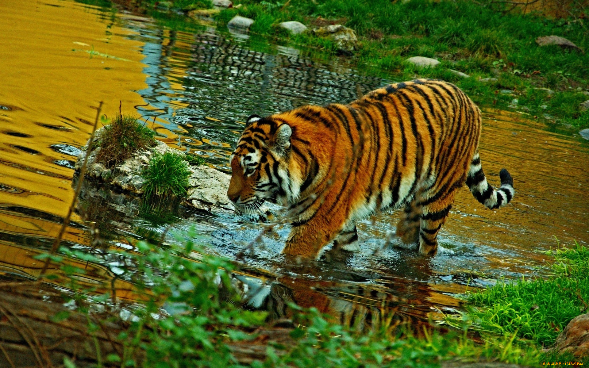 полосатый тигр бесплатно