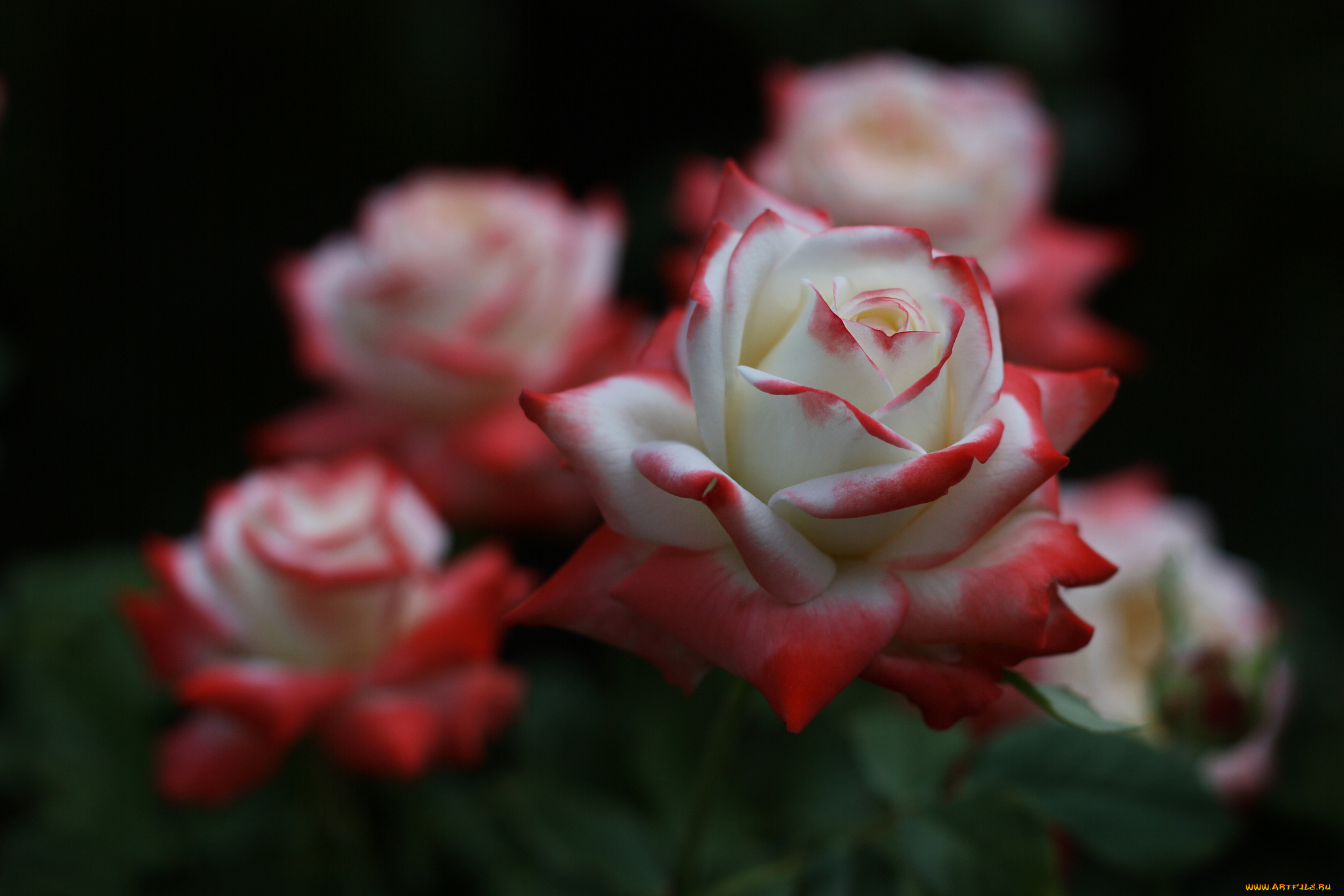 цветы, розы, petals, bud, лепестки, бутон, rose, цветение, blossoms, листья, роза, leaves