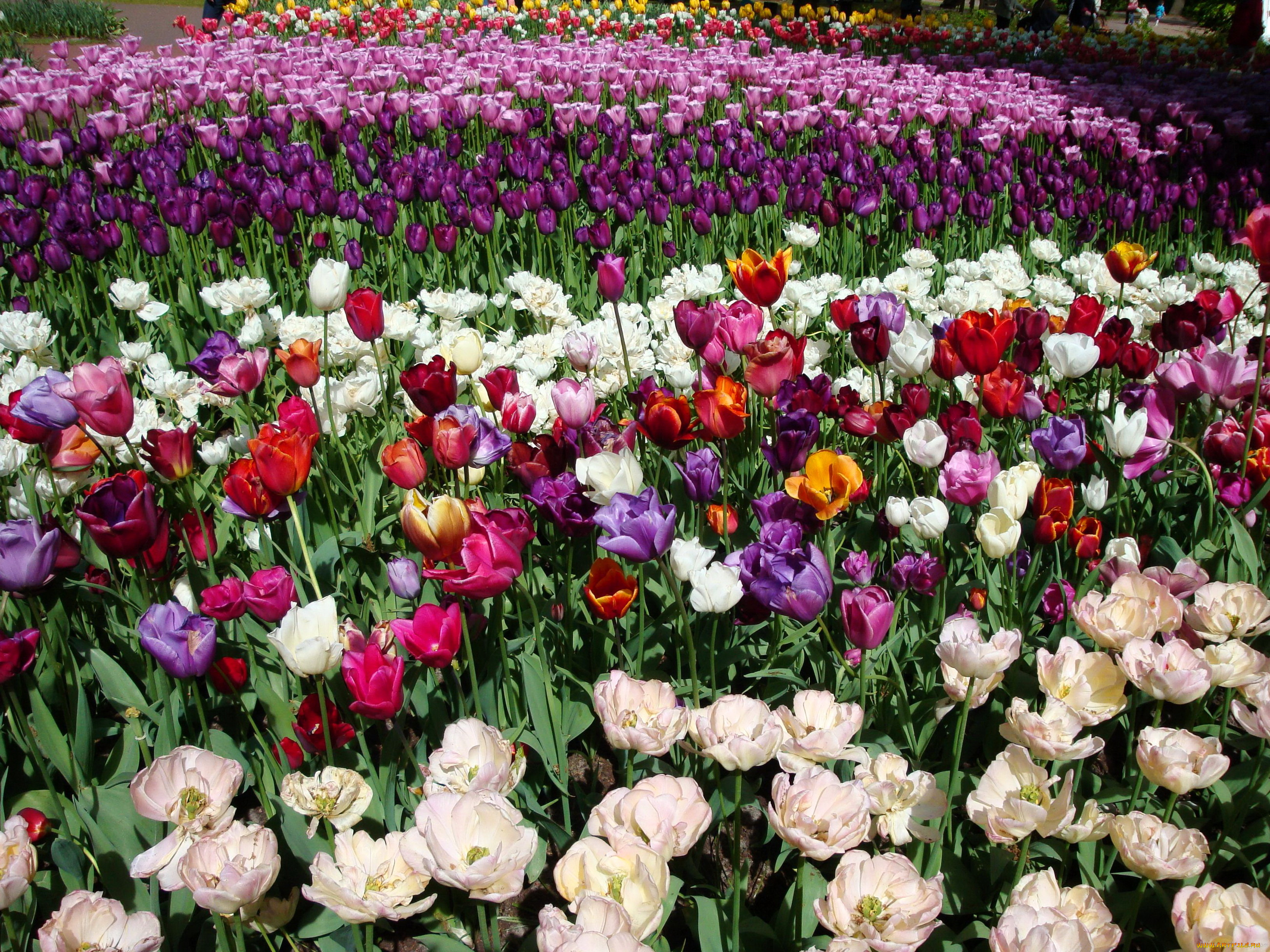 цветы, тюльпаны, парк, много, нидерланды