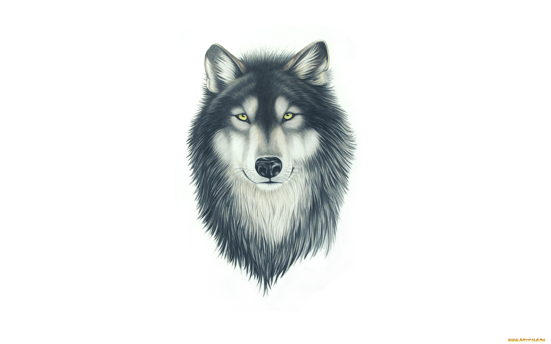 рисованное, минимализм, морда, живопись, wolf, волк, собака, голова