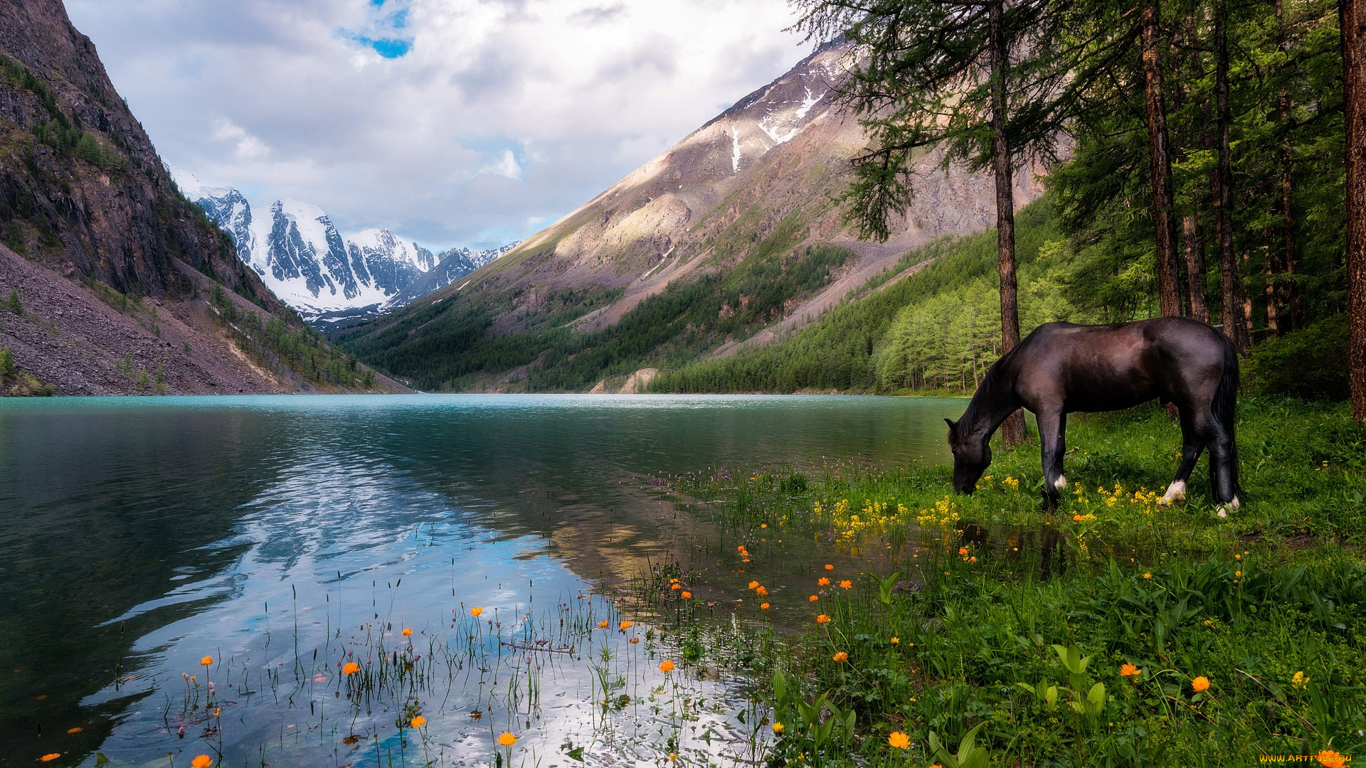 животные, лошади, озеро, цветы, пейзаж, вороной, отражение, жарки, облака, алтай, водоем, природа, водопой, россия, сосны, горы, лес, небо, конь, лошадь