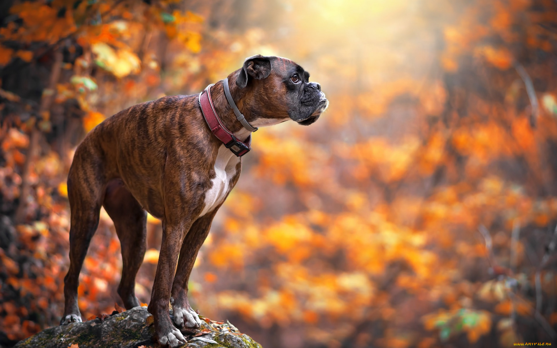 животные, собаки, домашние, лес, желтые, листья, осень, собака, боксер
