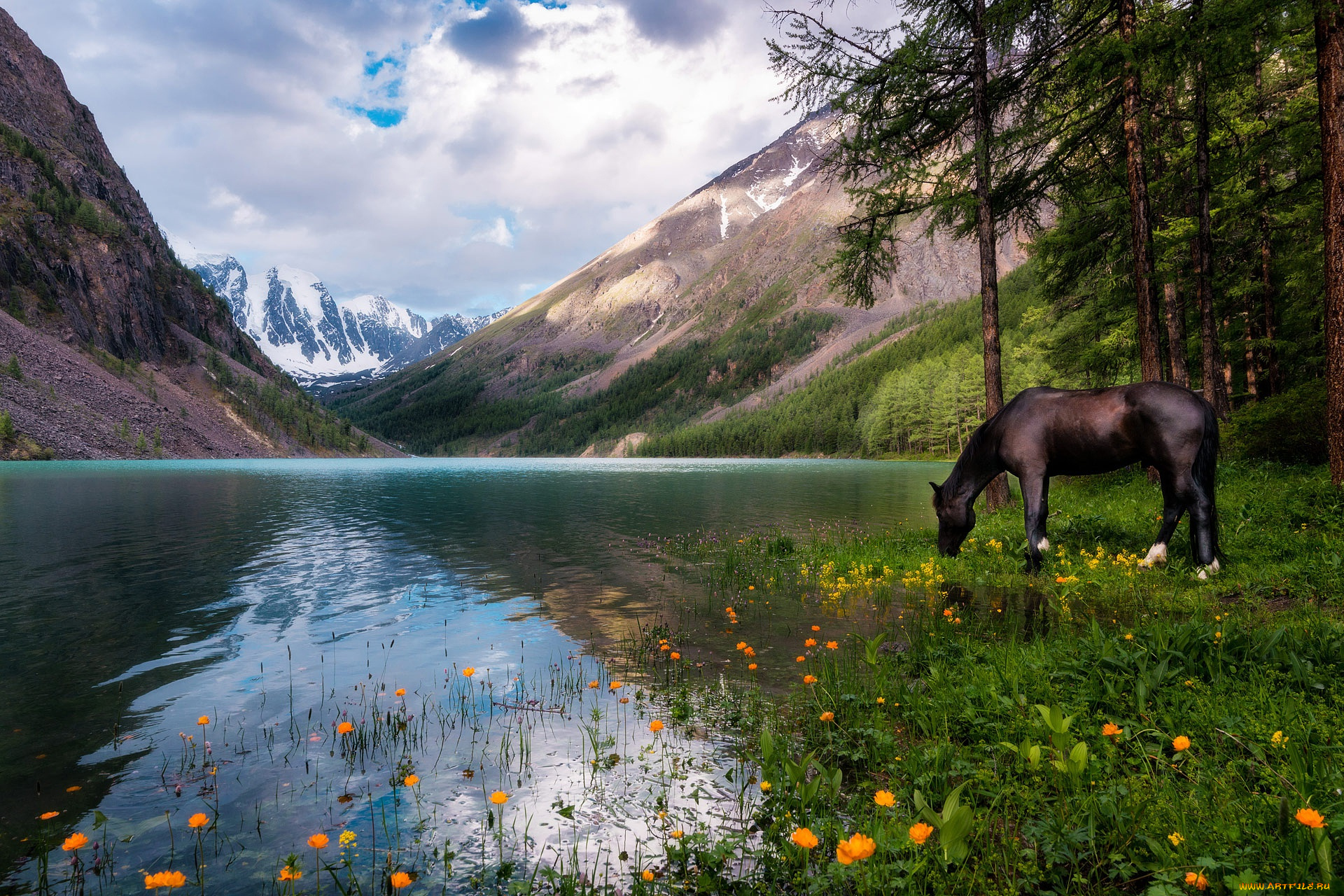 животные, лошади, озеро, цветы, пейзаж, вороной, отражение, жарки, облака, алтай, водоем, природа, водопой, россия, сосны, горы, лес, небо, конь, лошадь