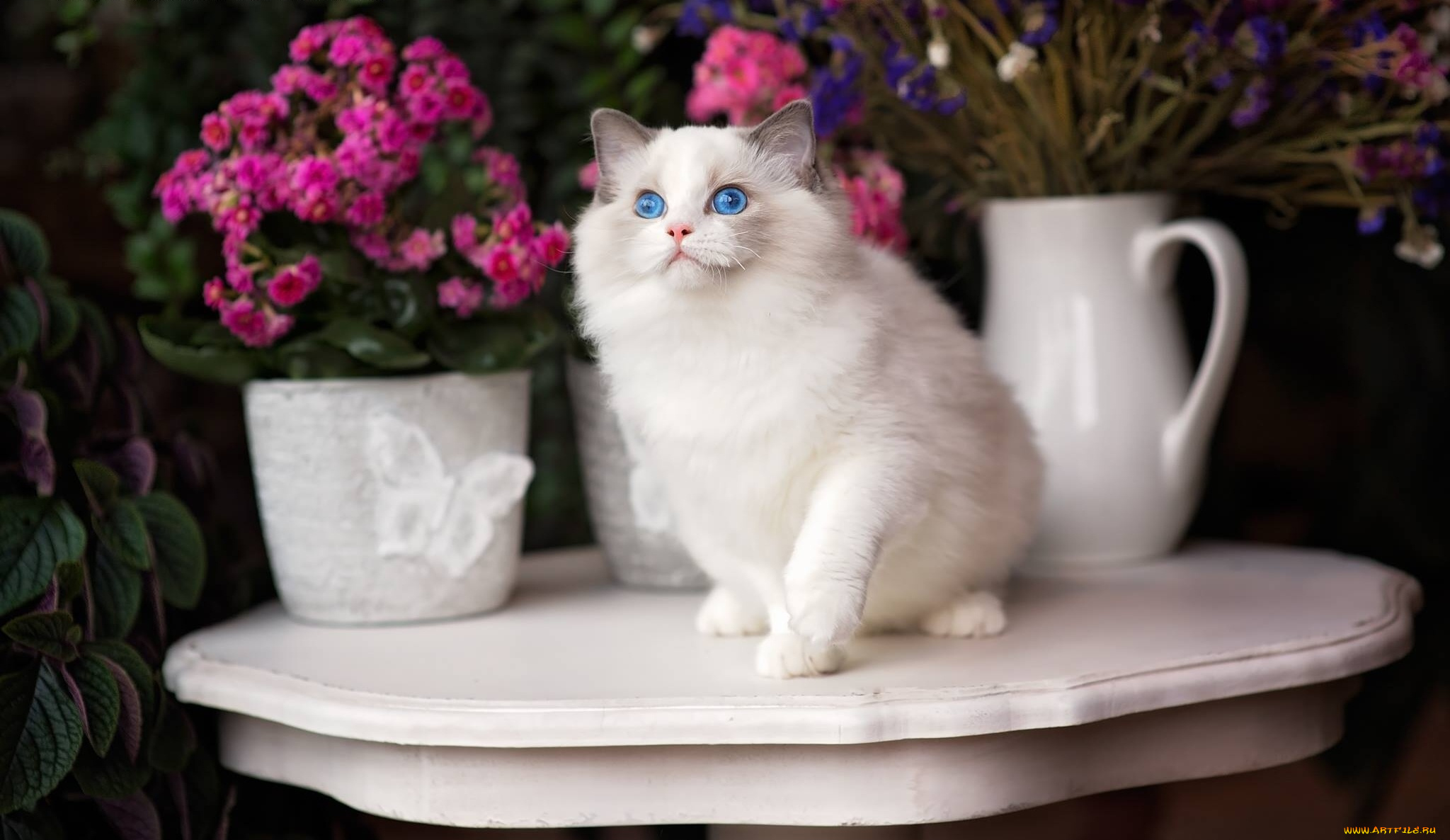 животные, коты, голубые, глаза, цветы, кошка