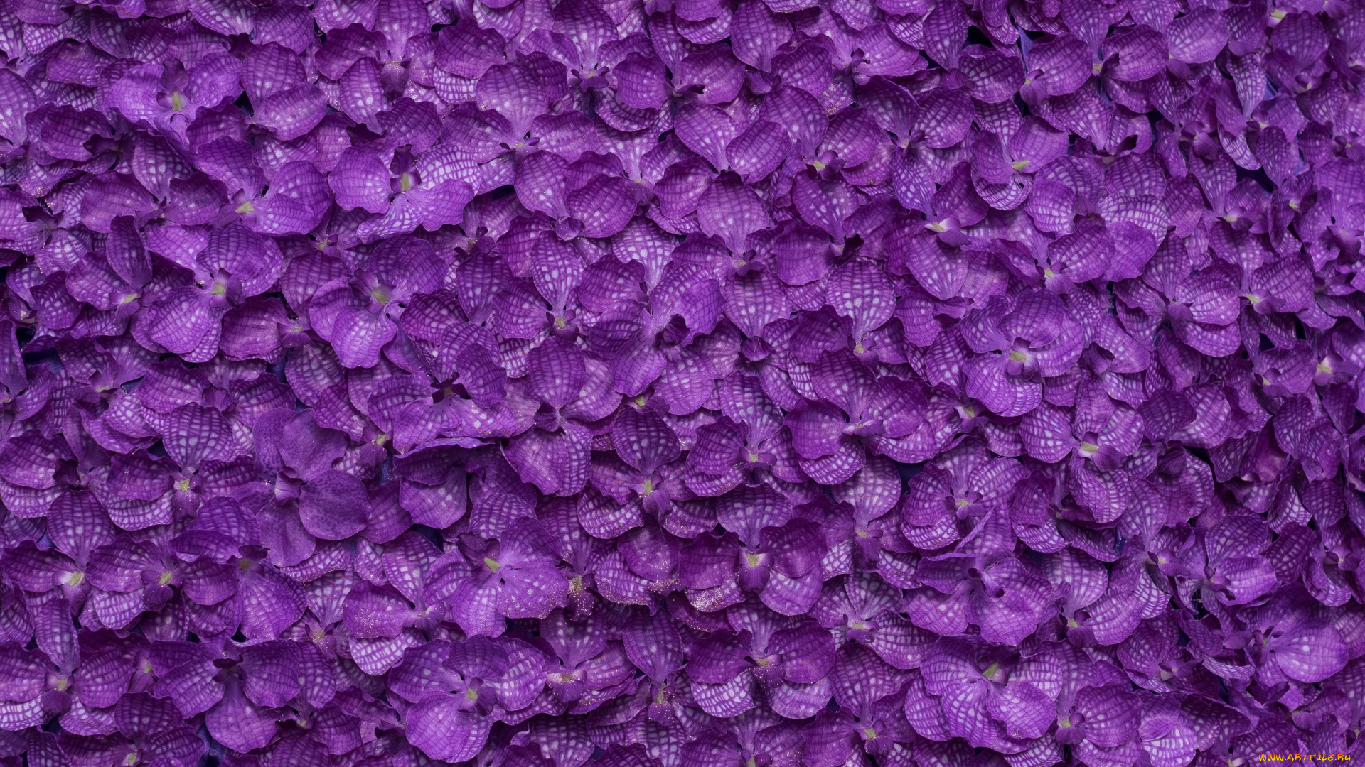 разное, текстуры, фиолетовый, цветы