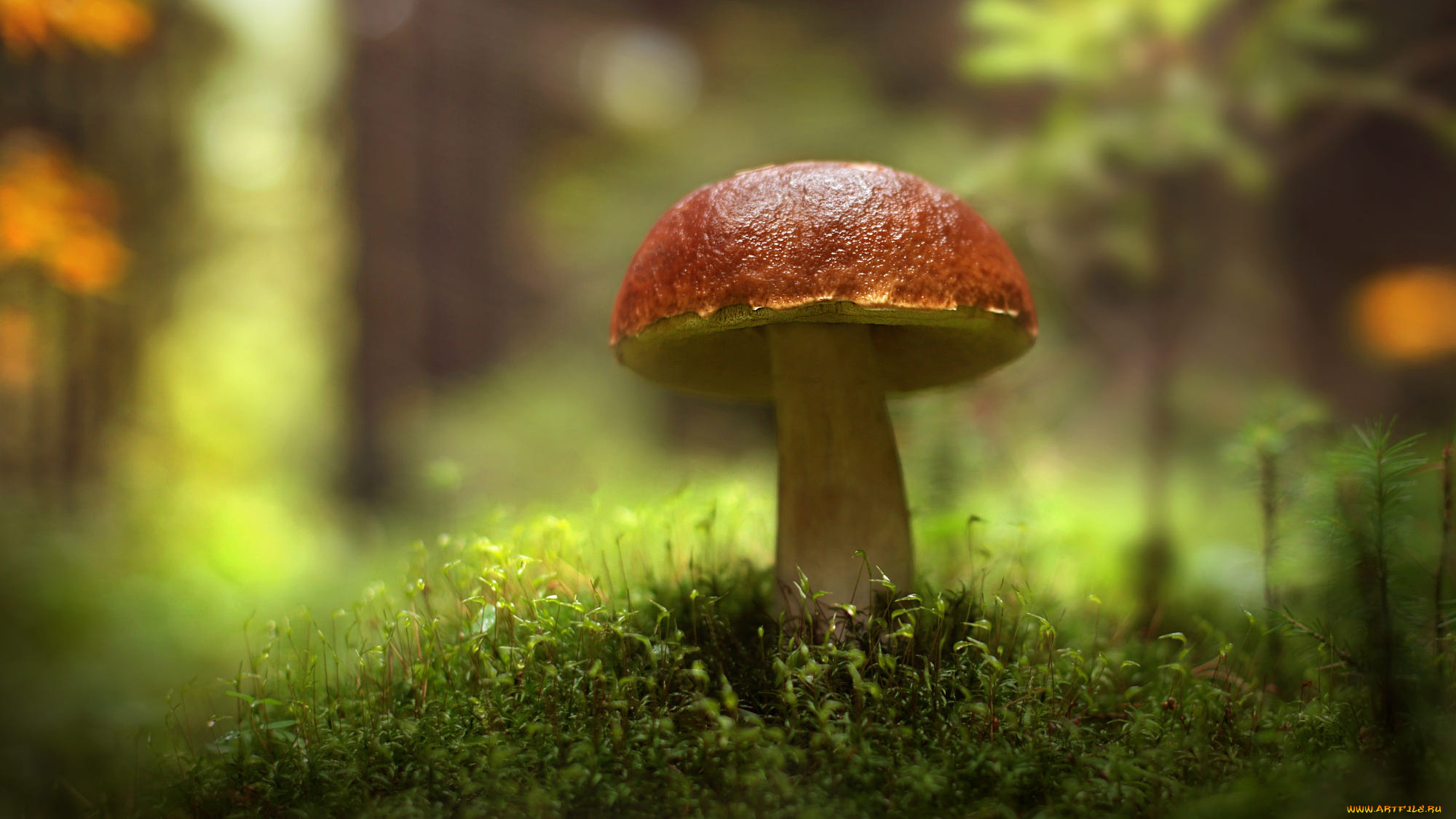 природа, грибы, осень, лес, гриб, мох, боке, размытый, фон, масленок