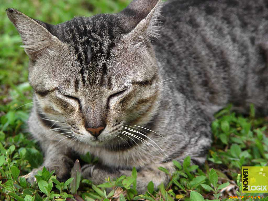 животные, коты