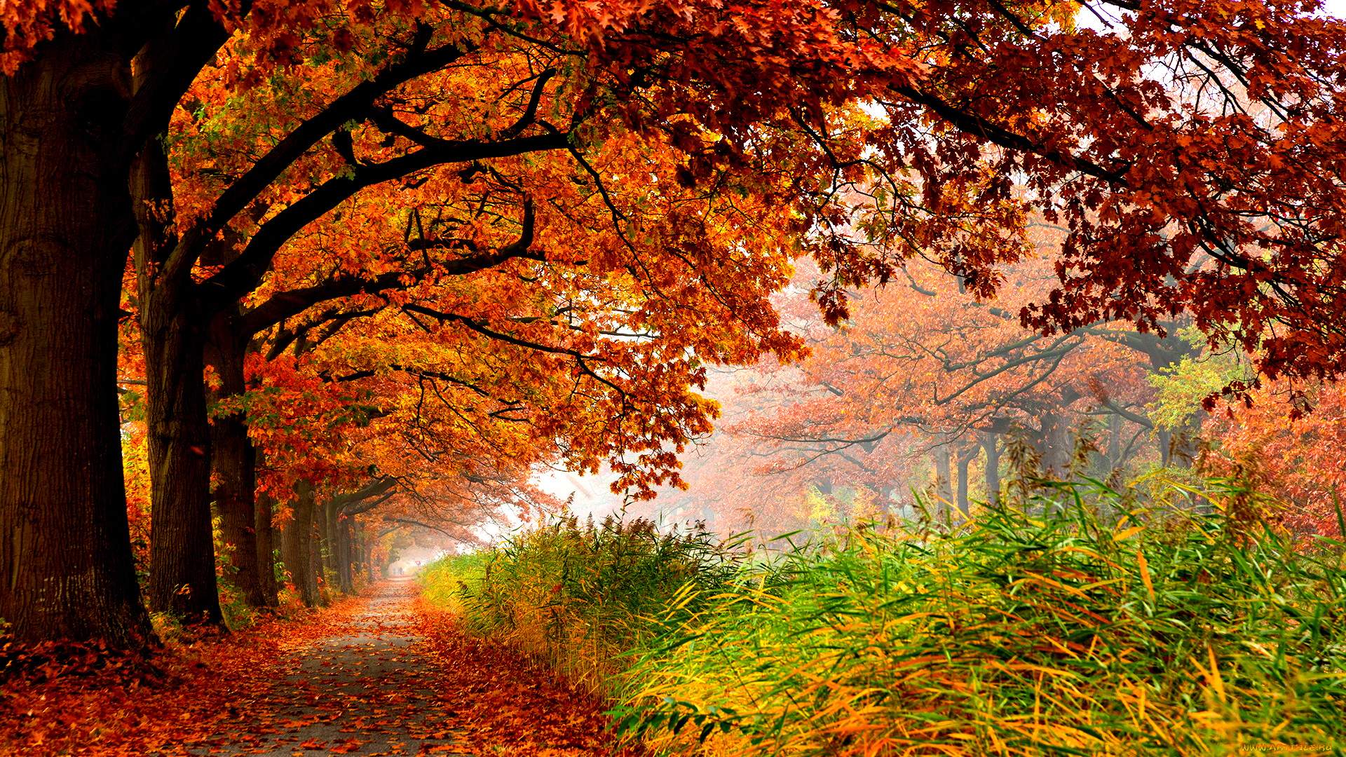 autumn, природа, дороги, трава, красные, кроны, дубы, дорожка, осень, красота, аллея, парк