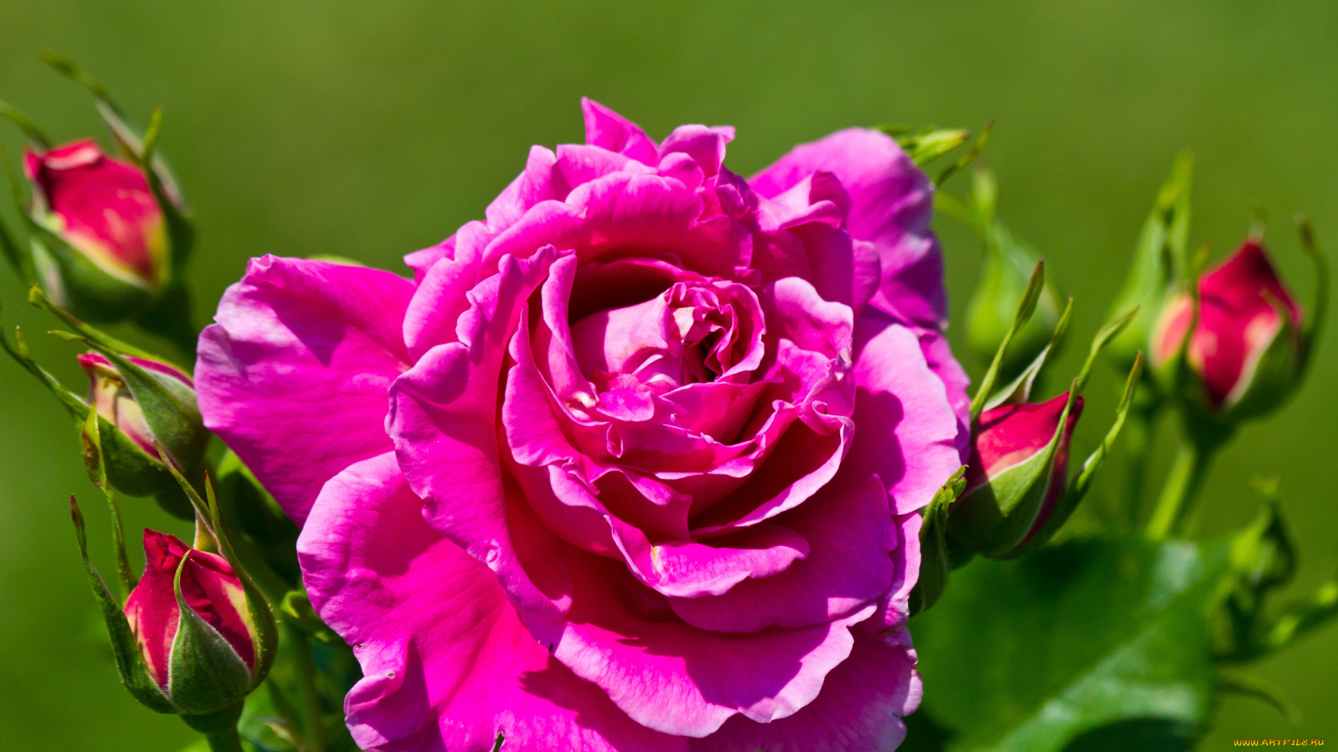 цветы, розы, бутоны, яркий, розовый
