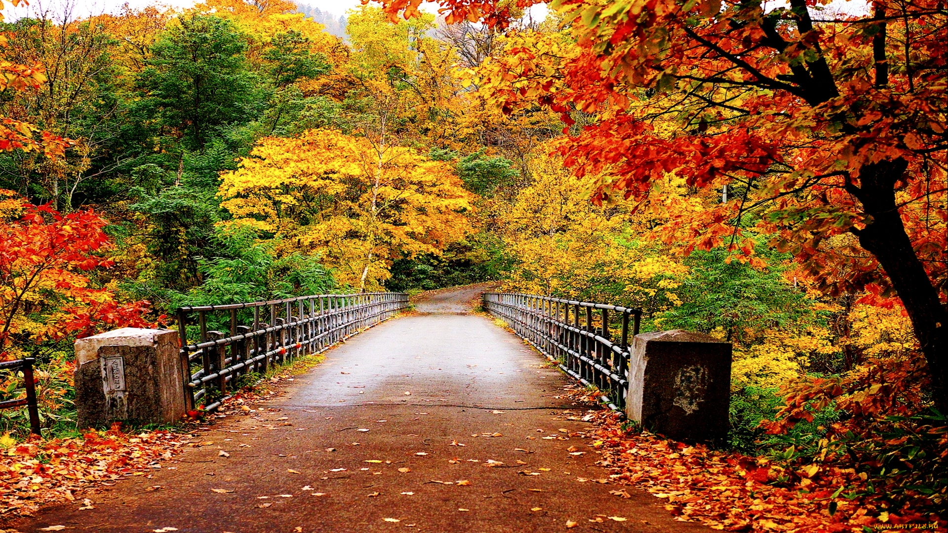 природа, дороги, осень, лес, дорога, мост, листва