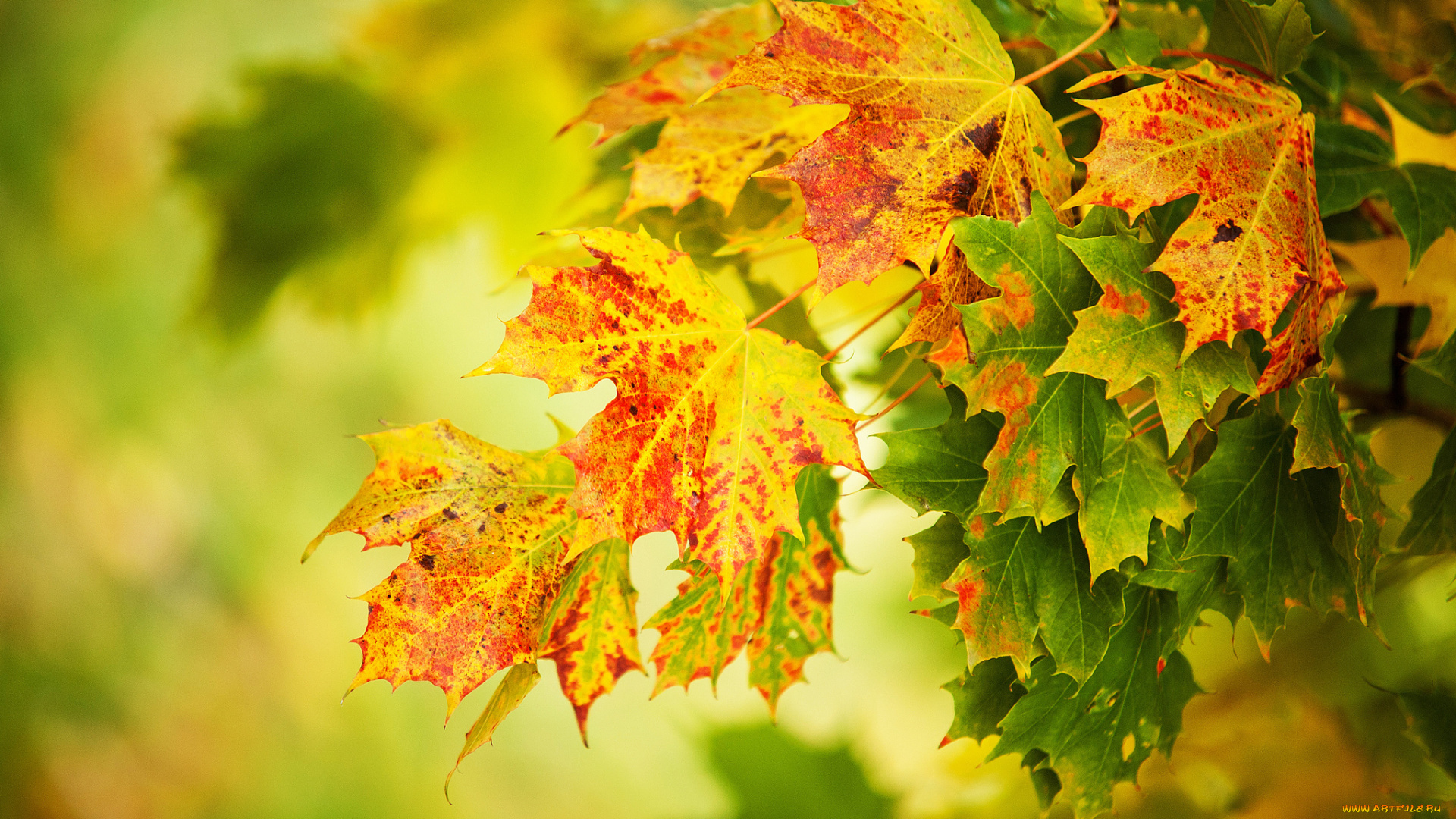 природа, листья, клён, осень