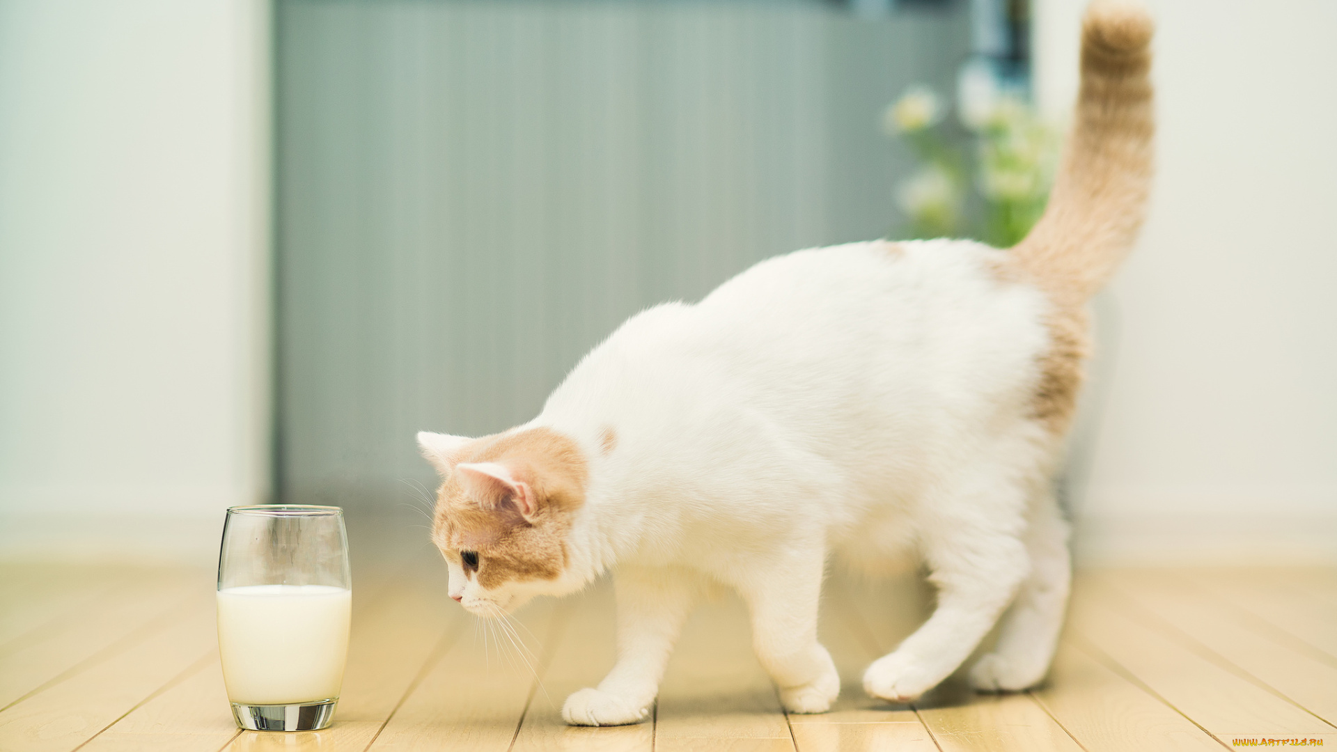 животные, коты, кошка, стакан, молоко