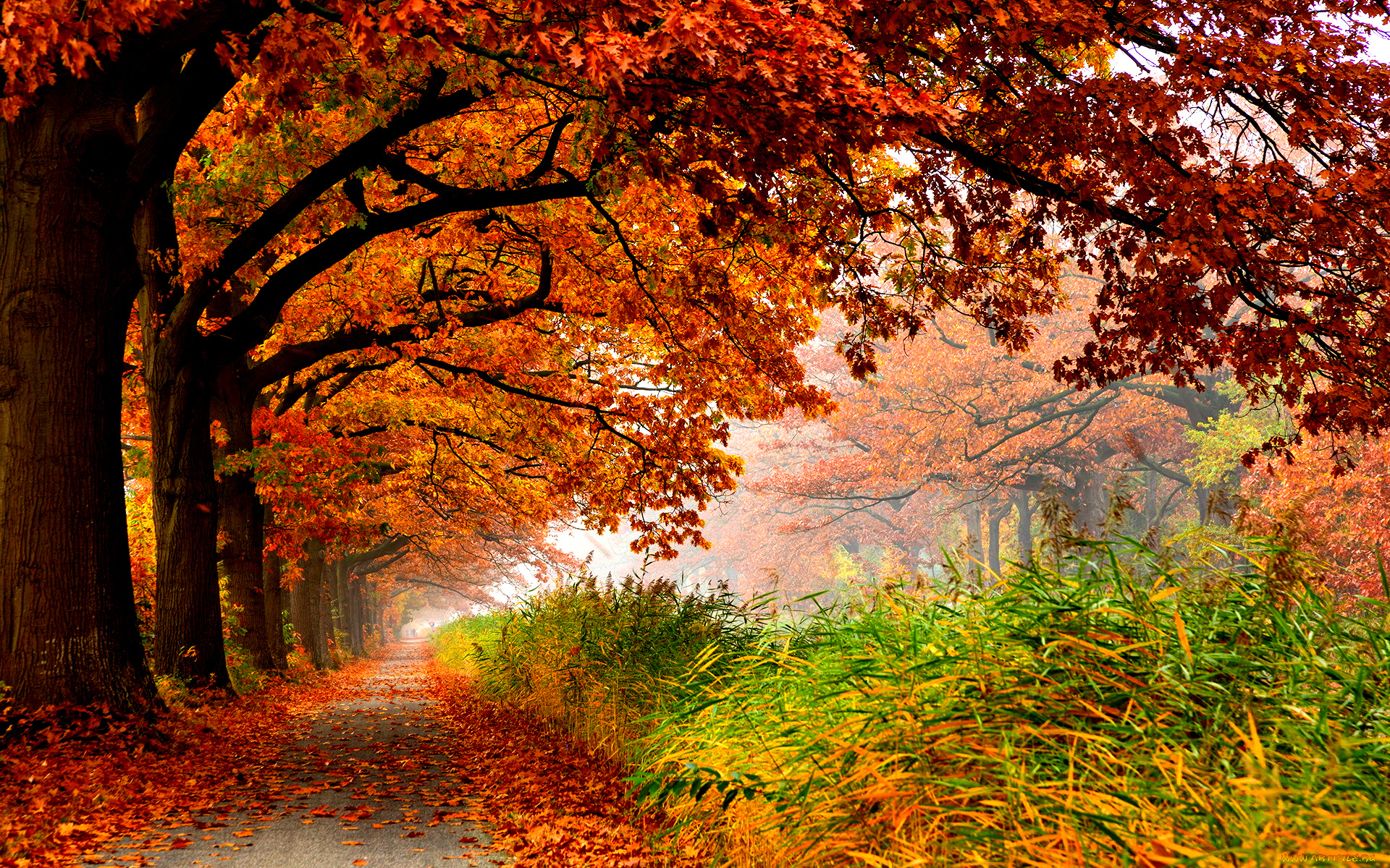 autumn, природа, дороги, трава, красные, кроны, дубы, дорожка, осень, красота, аллея, парк