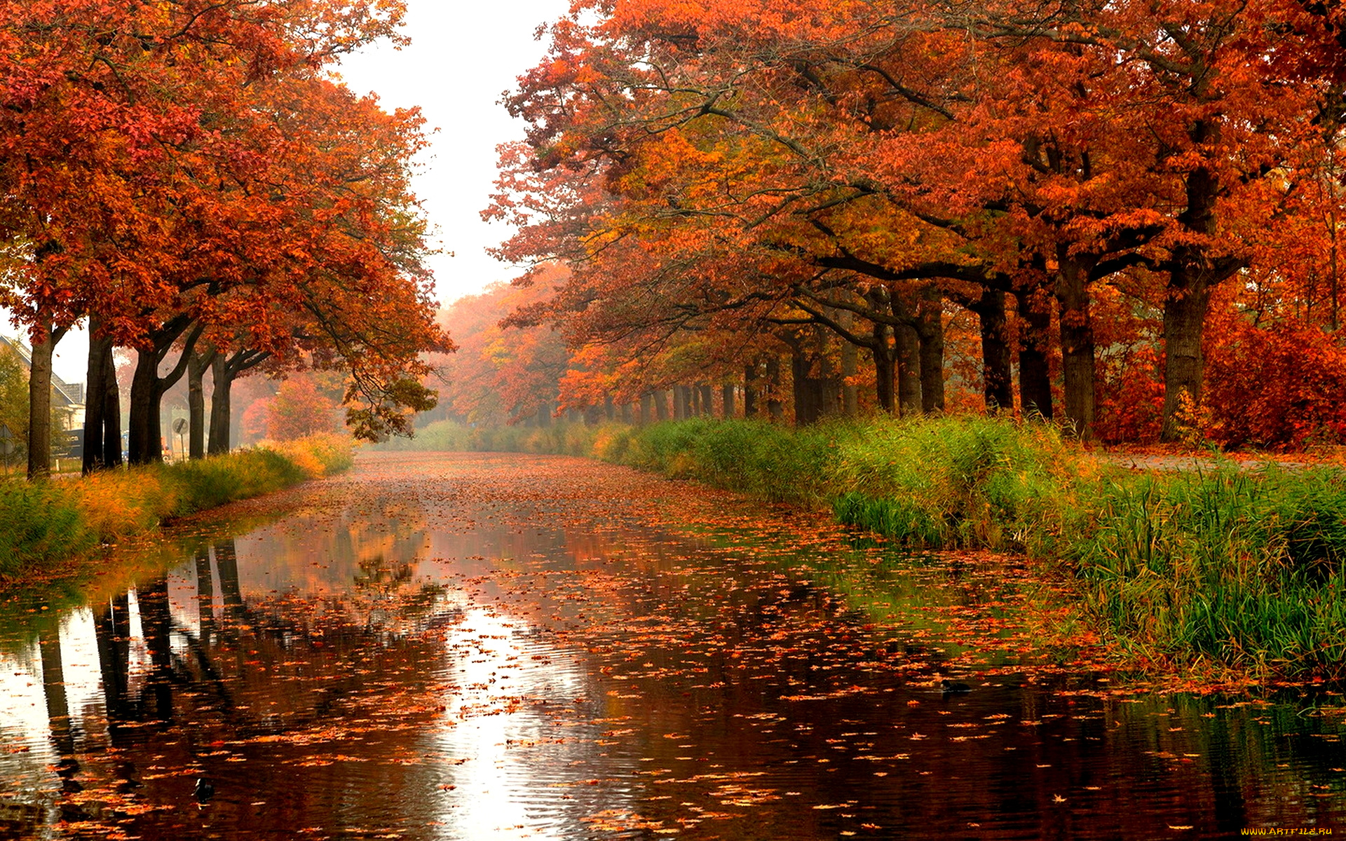 autumn, rain, природа, реки, озера, осень, дождь, дорога, листва, деревья
