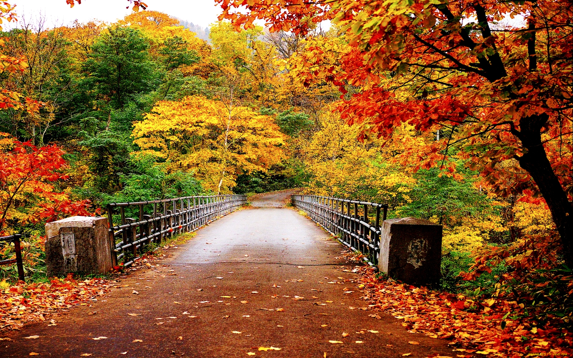 природа, дороги, осень, лес, дорога, мост, листва
