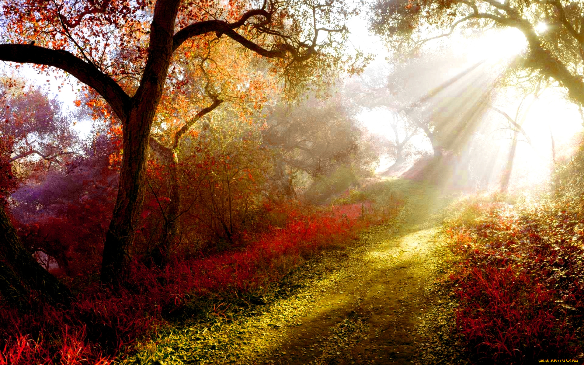 природа, лес, лучи, солнца, свет, утро, туман