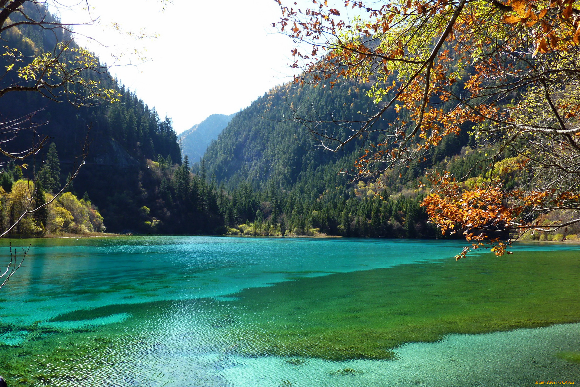 китай, jiuzhaigou, valley, panda, lake, природа, реки, озера, лес, горы, озеро