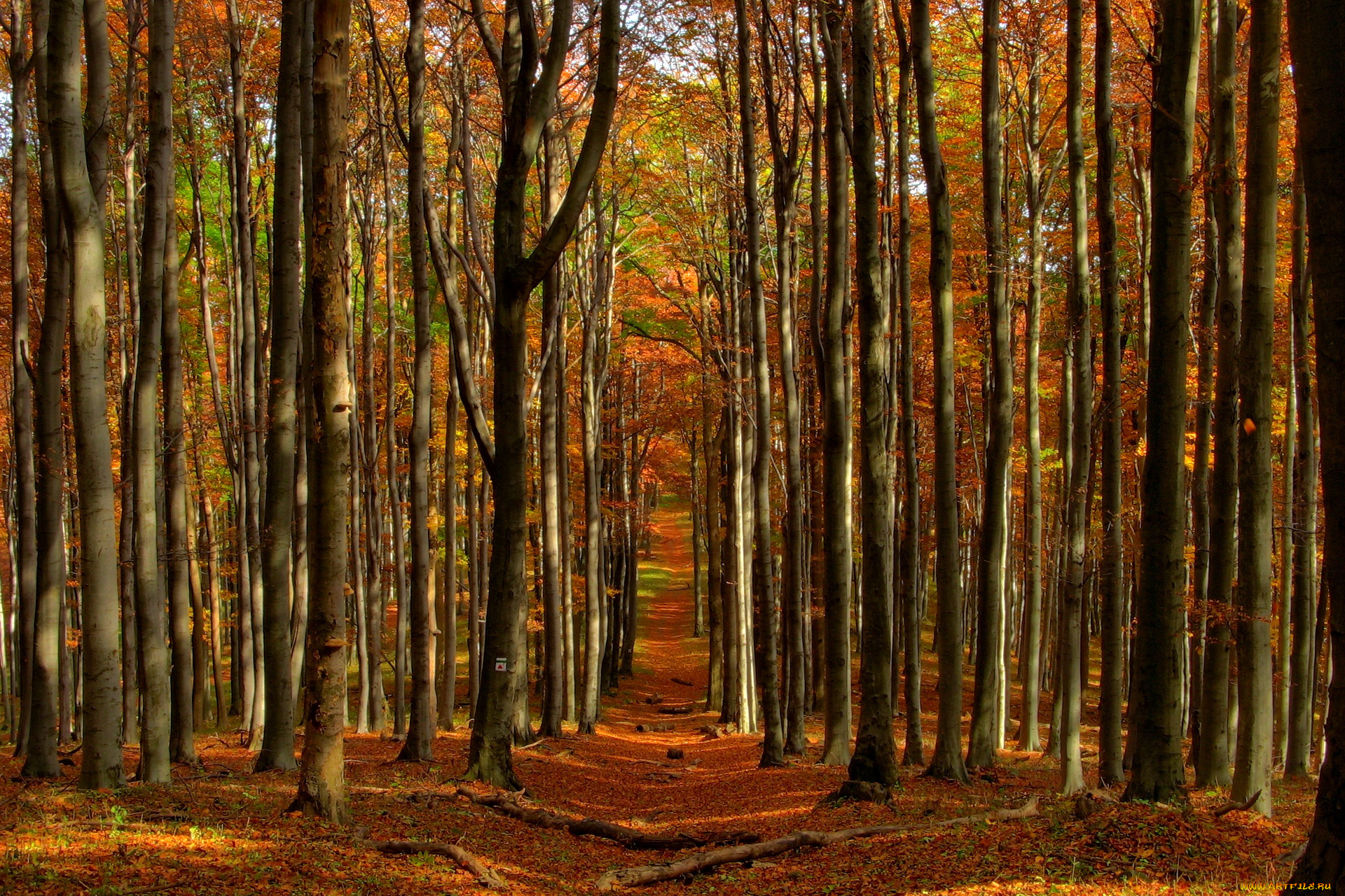 Осення дорожка лесу без смс