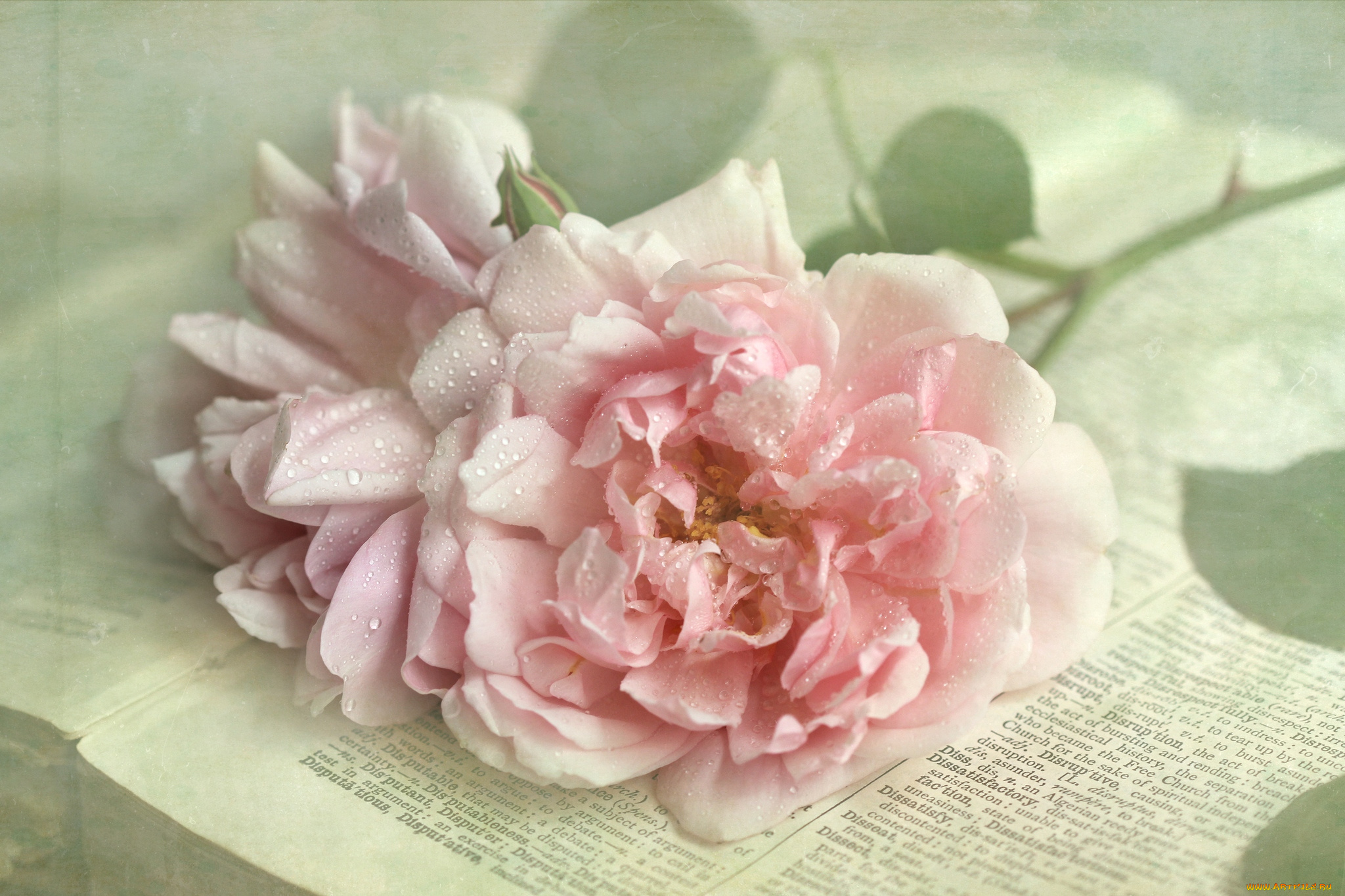 цветы, розы, бледно-розовый, капли, книга